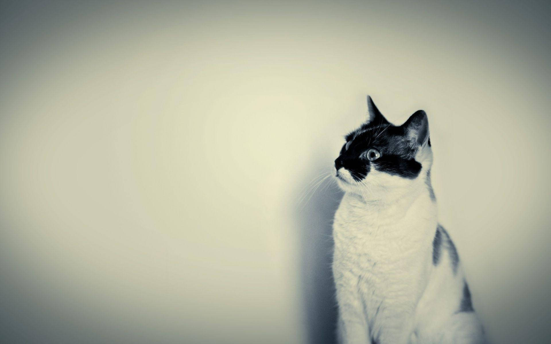 White Cat 桌布 壁紙 — 一隻黑白貓咪優雅地坐在柔和的漸變背景前，若有所思地望向一旁。