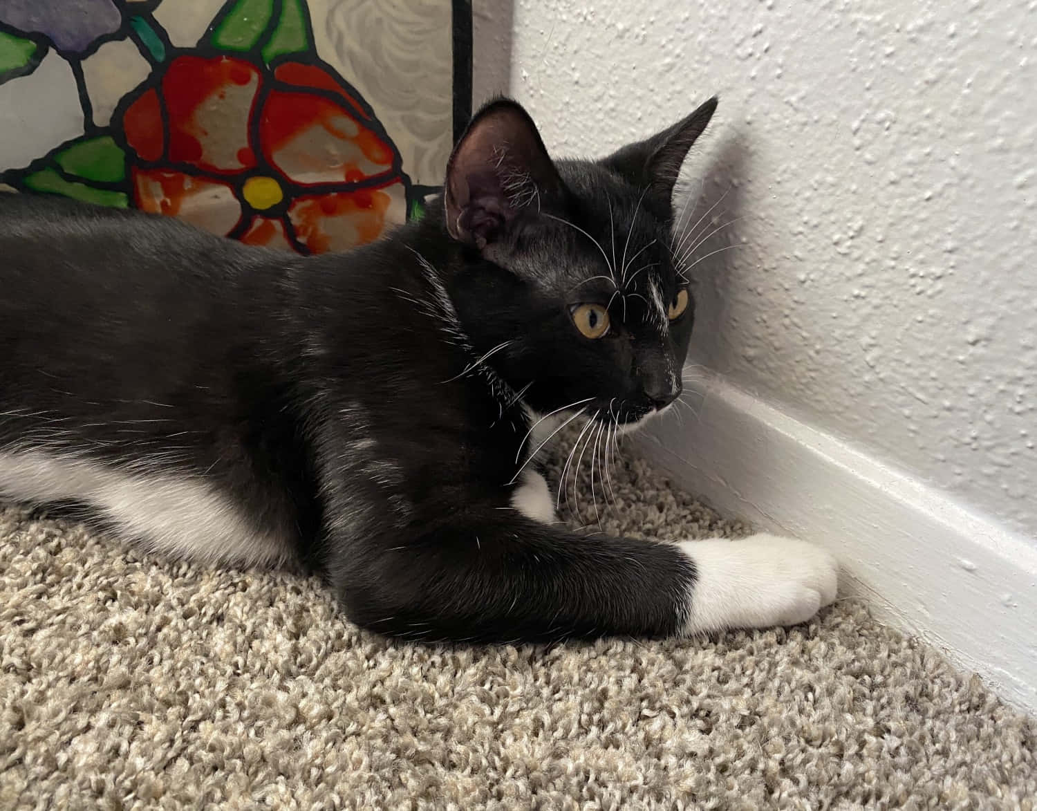 European Shorthair 桌布 壁紙 — 一隻黑白貓咪在米色地毯上休息，背景是帶有紋理的牆壁和彩色玻璃花。
