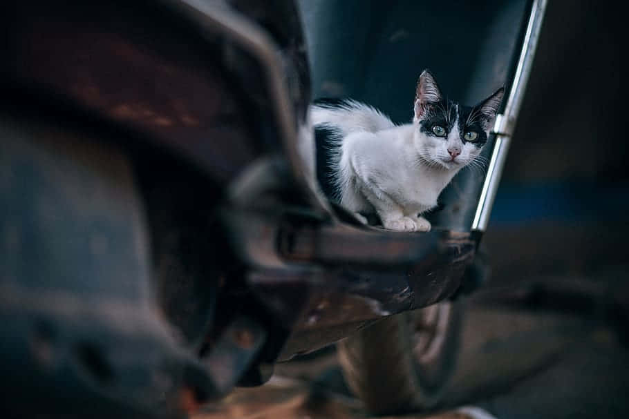 動物 桌布 壁紙 — 一隻黑白貓咪擁有引人注目的綠色眼睛，在昏暗的環境中好奇地從生鏽的車輛下方探出頭來。