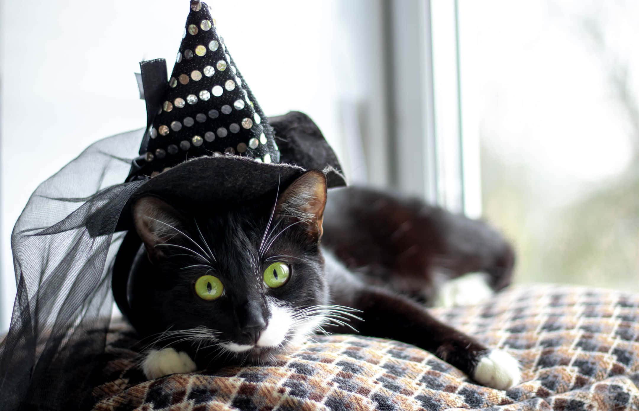 Halloween Pet Costumes 桌布 壁紙 — 一隻黑白貓咪擁有明亮的綠色眼睛，戴著閃閃發光的巫婆帽，在窗邊的圖案毯子上休息。