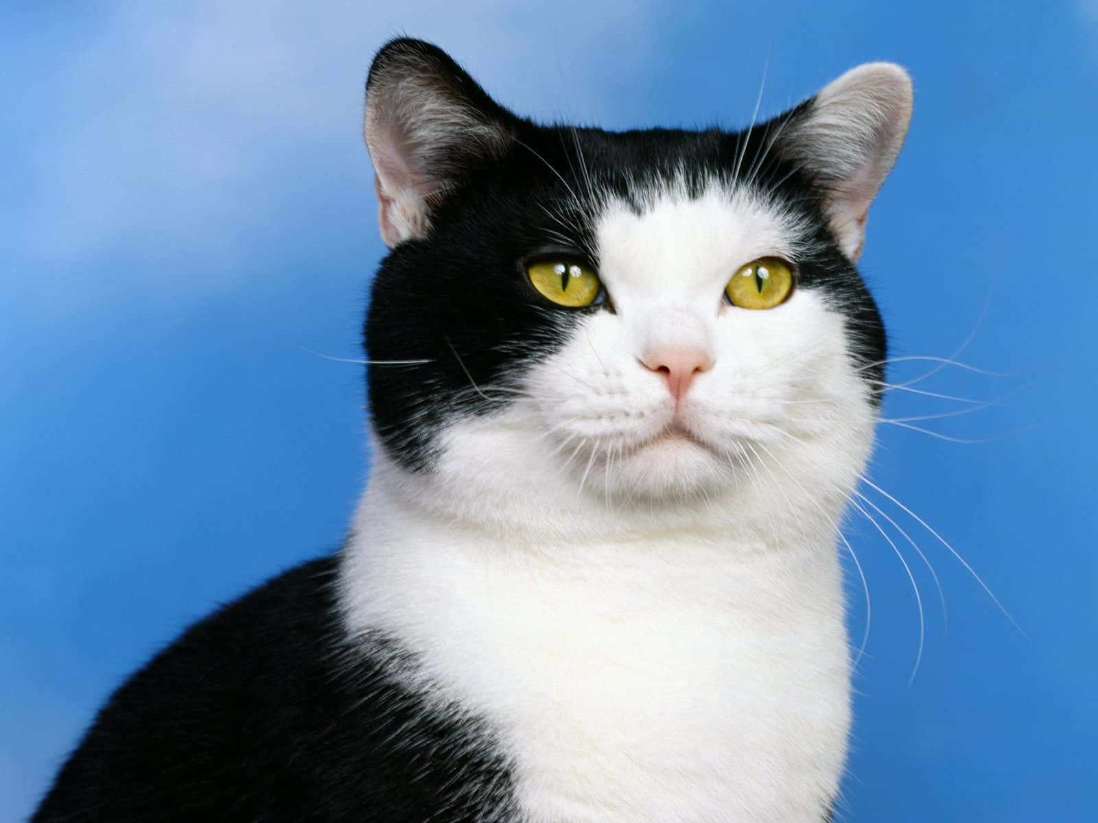 American Shorthair 桌布 壁紙 — 一隻黑白貓咪的特寫，擁有引人注目的黃色眼睛，背景為純藍色。