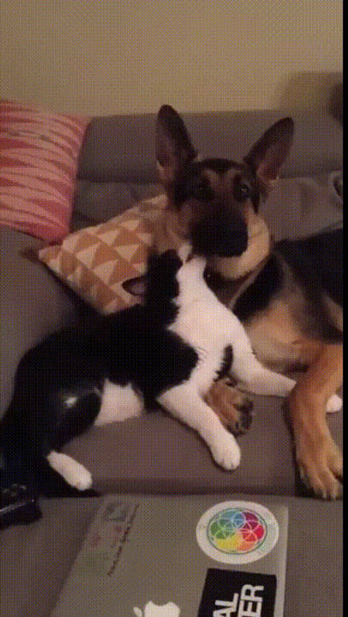 Best Friends Forever 桌布 壁紙 — 一隻黑白貓咪頑皮地用鼻子蹭著一隻正在灰色沙發上休息、旁邊有圖案枕頭的德國牧羊犬。