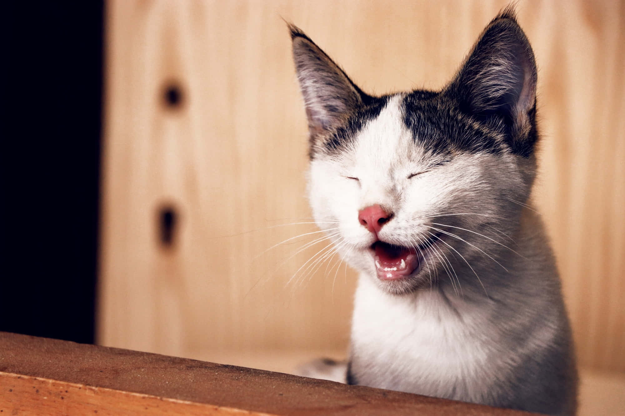yawning 桌布 壁紙 — 一隻黑白貓在溫暖的木質背景下閉著眼睛打哈欠。