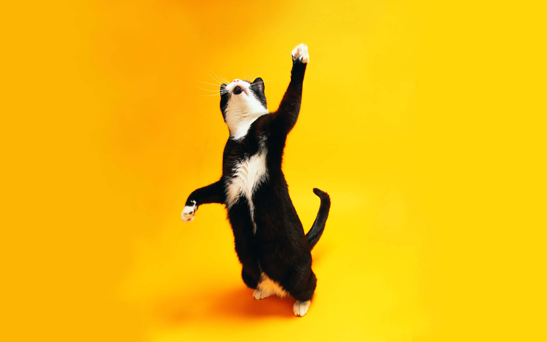 Dancing Cat 桌布 壁紙 — 一隻黑白貓在鮮黃色背景上用後腿站立，一隻爪子抬起，好像在伸手抓東西。