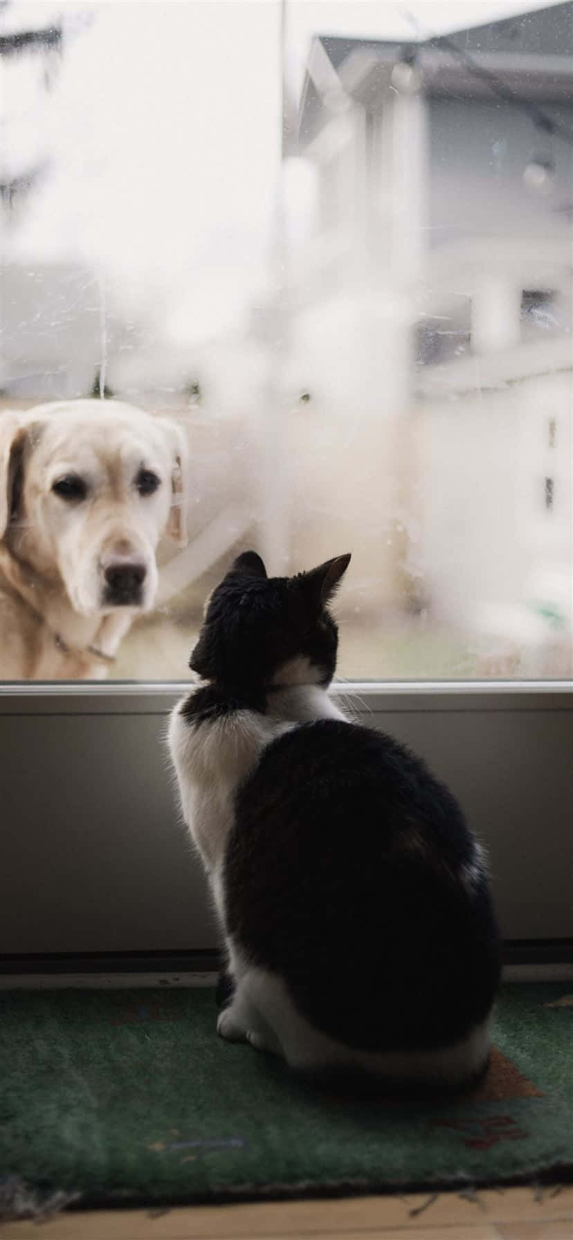 Yellow Labrador 桌布 壁紙 — 一隻黑白貓坐在綠色墊子上，專注地盯著一隻透過雨痕斑斑的窗戶觀看的黃金獵犬。