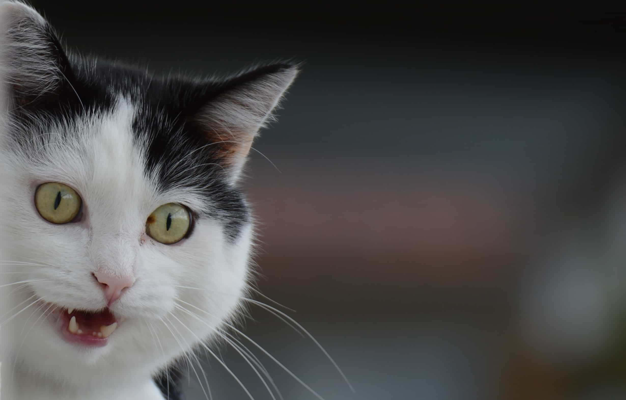 Silly Cat 桌布 壁紙 — 一隻黑白貓的特寫，有著大大的黃色眼睛和張開的嘴巴露出牙齒，背景是模糊的深色。