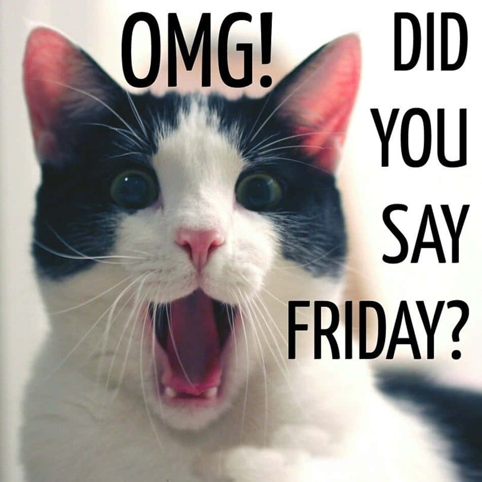it's friday 桌布 壁紙 — 一隻黑白貓睜大眼睛、張開嘴巴，震驚地對文字「OMG！你是不是說星期五？」作出反應