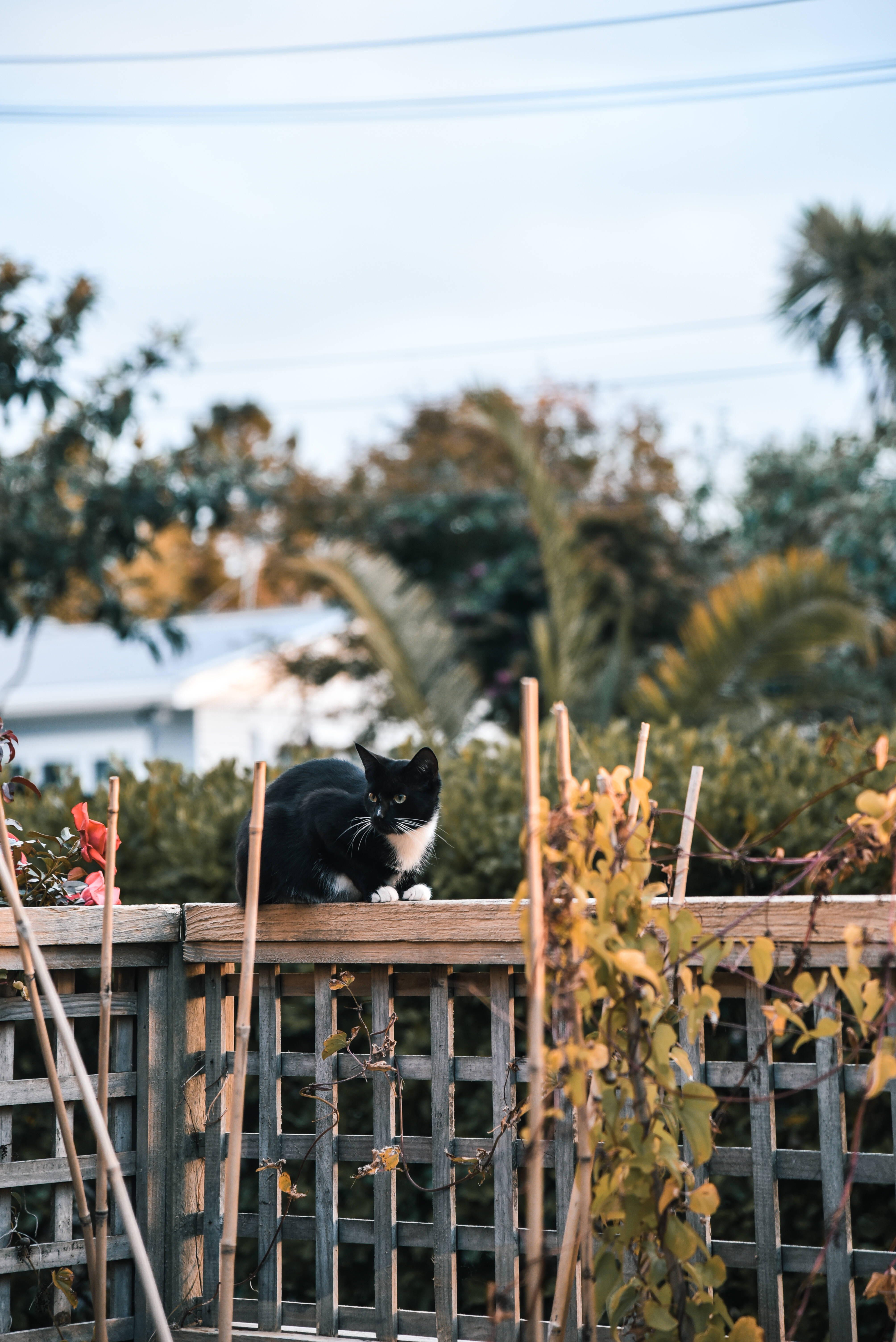 Cute Cat HD 桌布 壁紙 — 一隻黑白貓警覺地棲息在木柵欄上，周圍是秋葉和棕櫚樹，天空柔和。