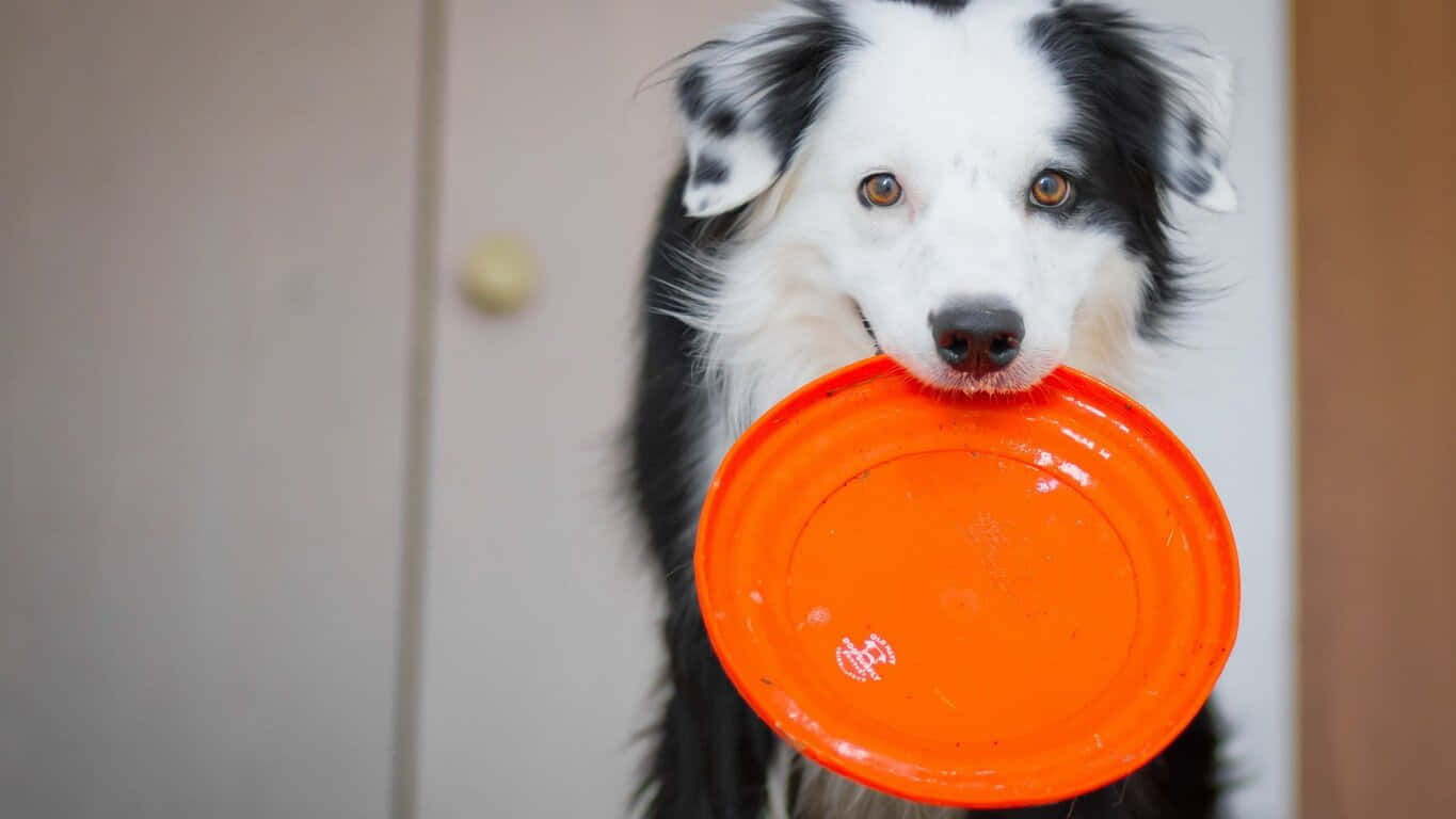 1366x768 Frisbee 桌布 壁紙 — 一隻黑白邊境牧羊犬叼著橙色飛盤，在室內直視鏡頭。