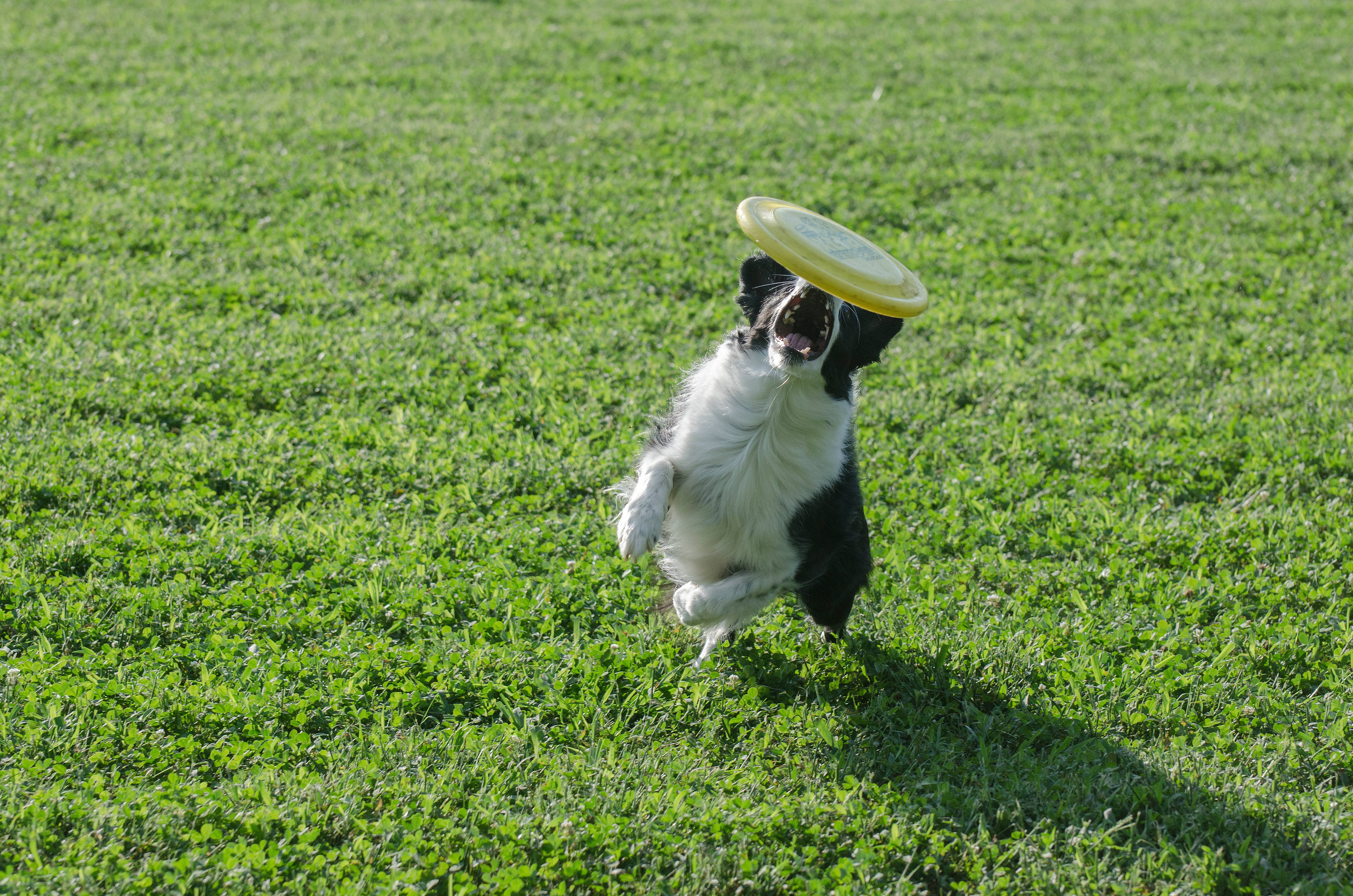 Frisbee 桌布 壁紙 — 一隻黑白邊境牧羊犬在半空中躍起，接住陽光普照的綠色草坪上的一個黃色飛盤。