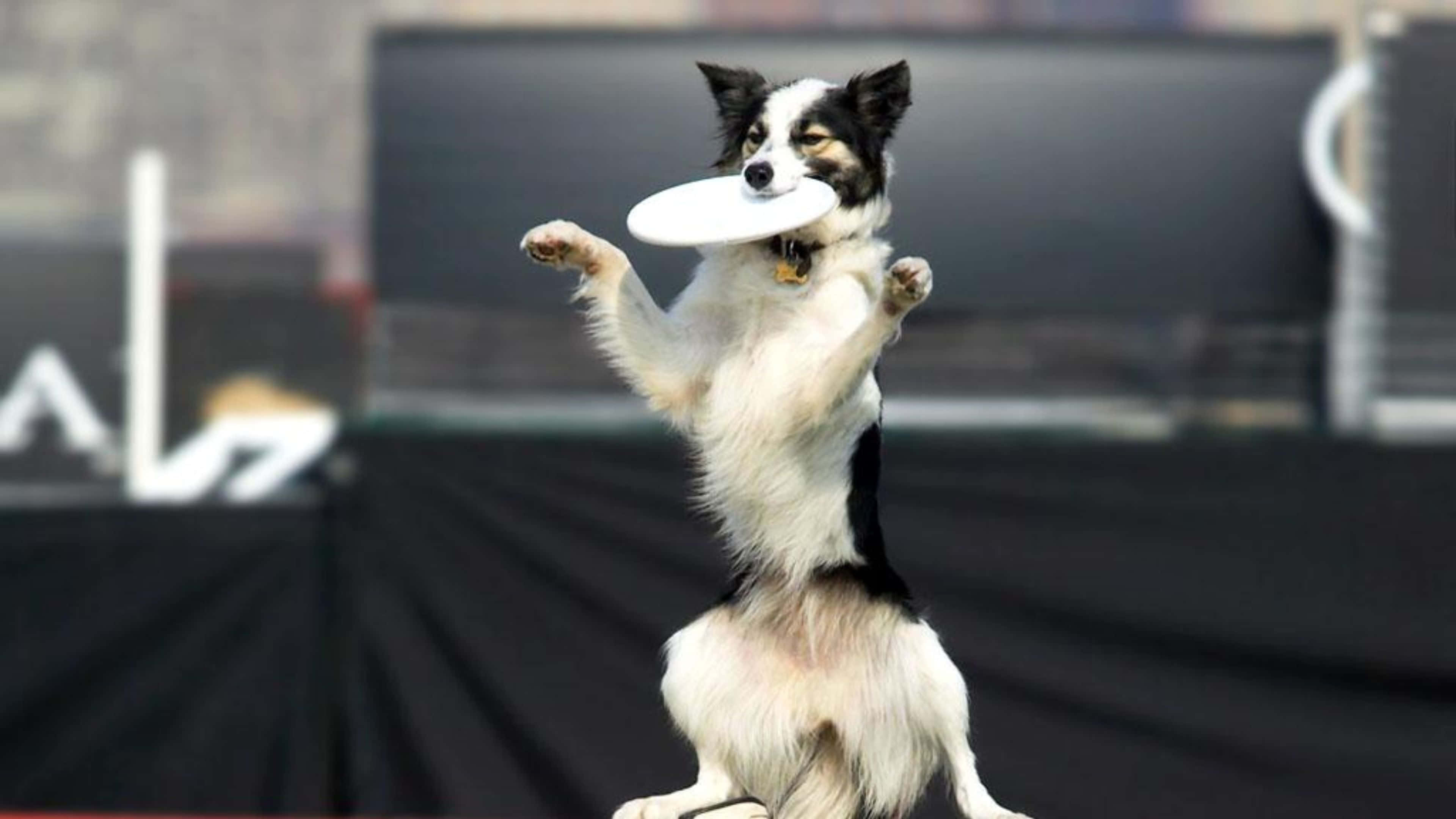 4K Frisbee 桌布 壁紙 — 一隻黑白邊境牧羊犬在半空中躍起，用牙齒接住一個白色飛盤，背景是模糊的深色。