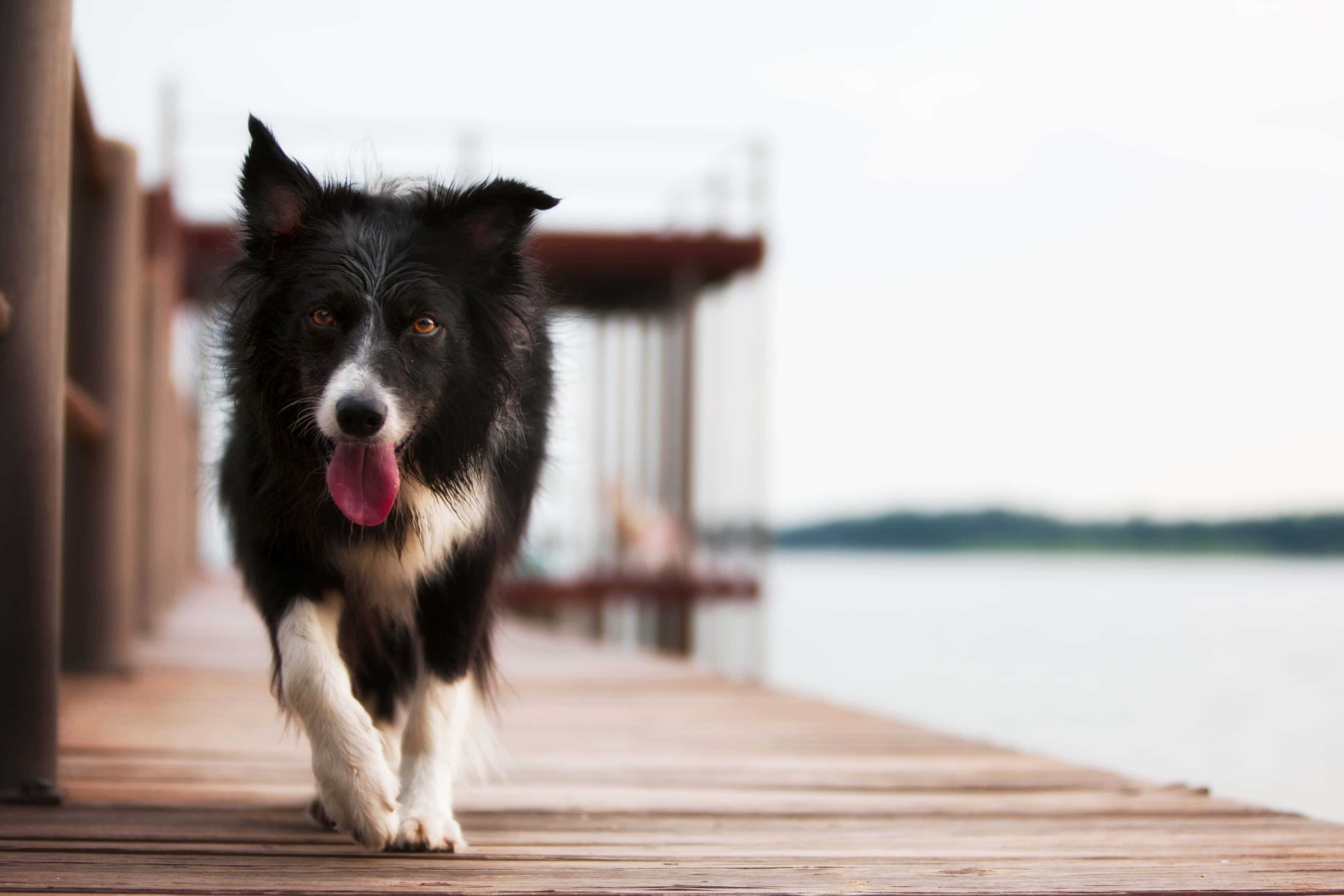 border collie 桌布 壁紙 — 一隻黑白邊境牧羊犬在平靜的水邊木碼頭上開心地向著鏡頭奔跑。
