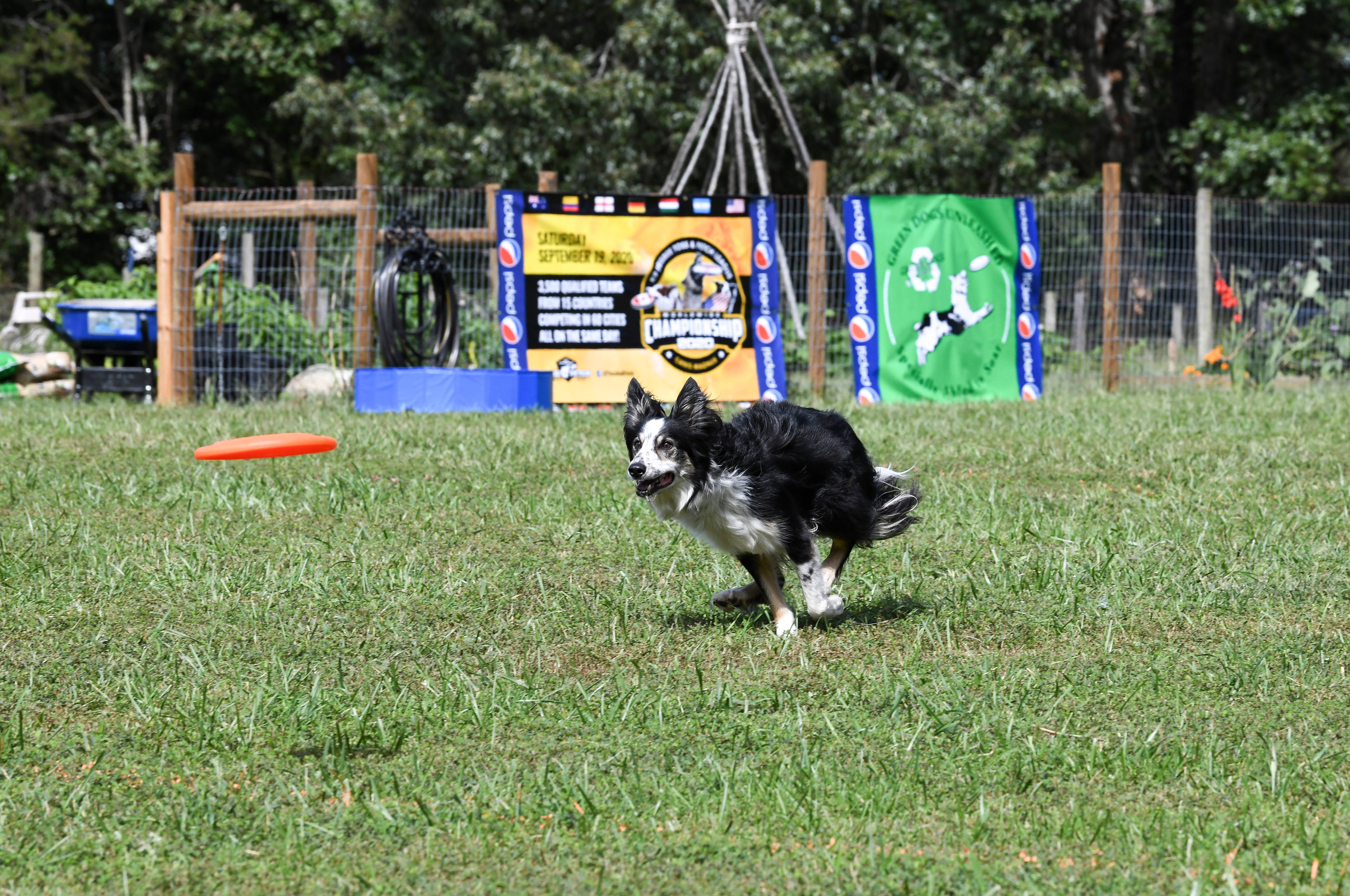 Frisbee 桌布 壁紙 — 一隻黑白邊境牧羊犬在明亮的日光下，於草地上奔跑追逐橙色飛盤。
