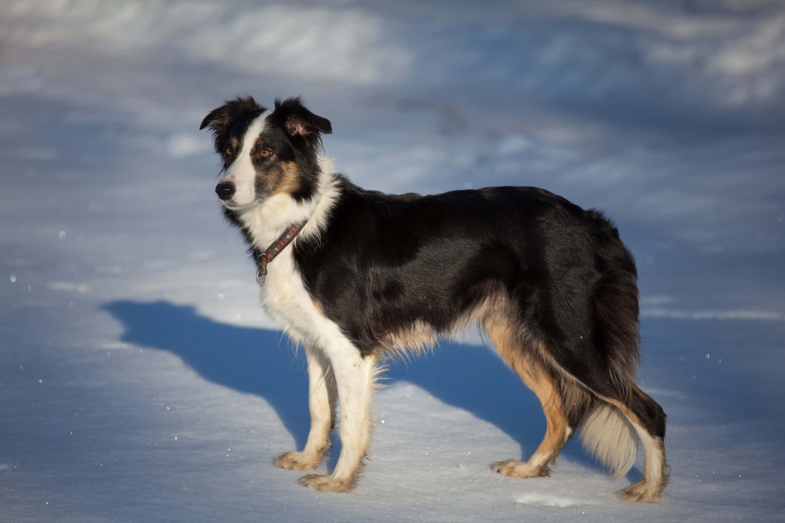 border collie 桌布 壁紙 — 一隻黑白邊境牧羊犬在明亮的雪地上警覺地站立，頭頂清澈藍天，投下清晰的影子。