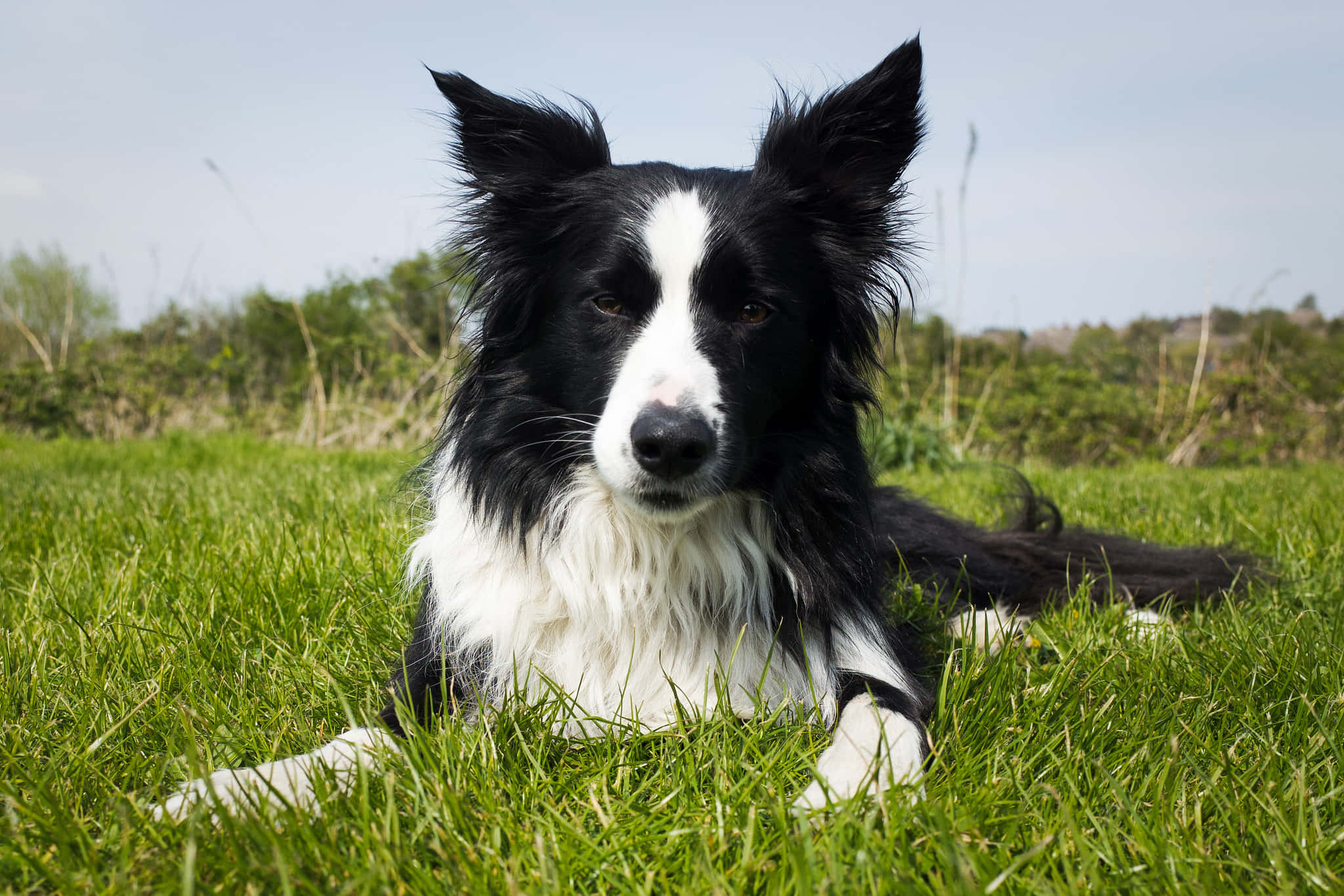 border collie 桌布 壁紙 — 一隻黑白邊境牧羊犬在柔和的天空下，警覺地躺在充滿活力的綠草中休息。
