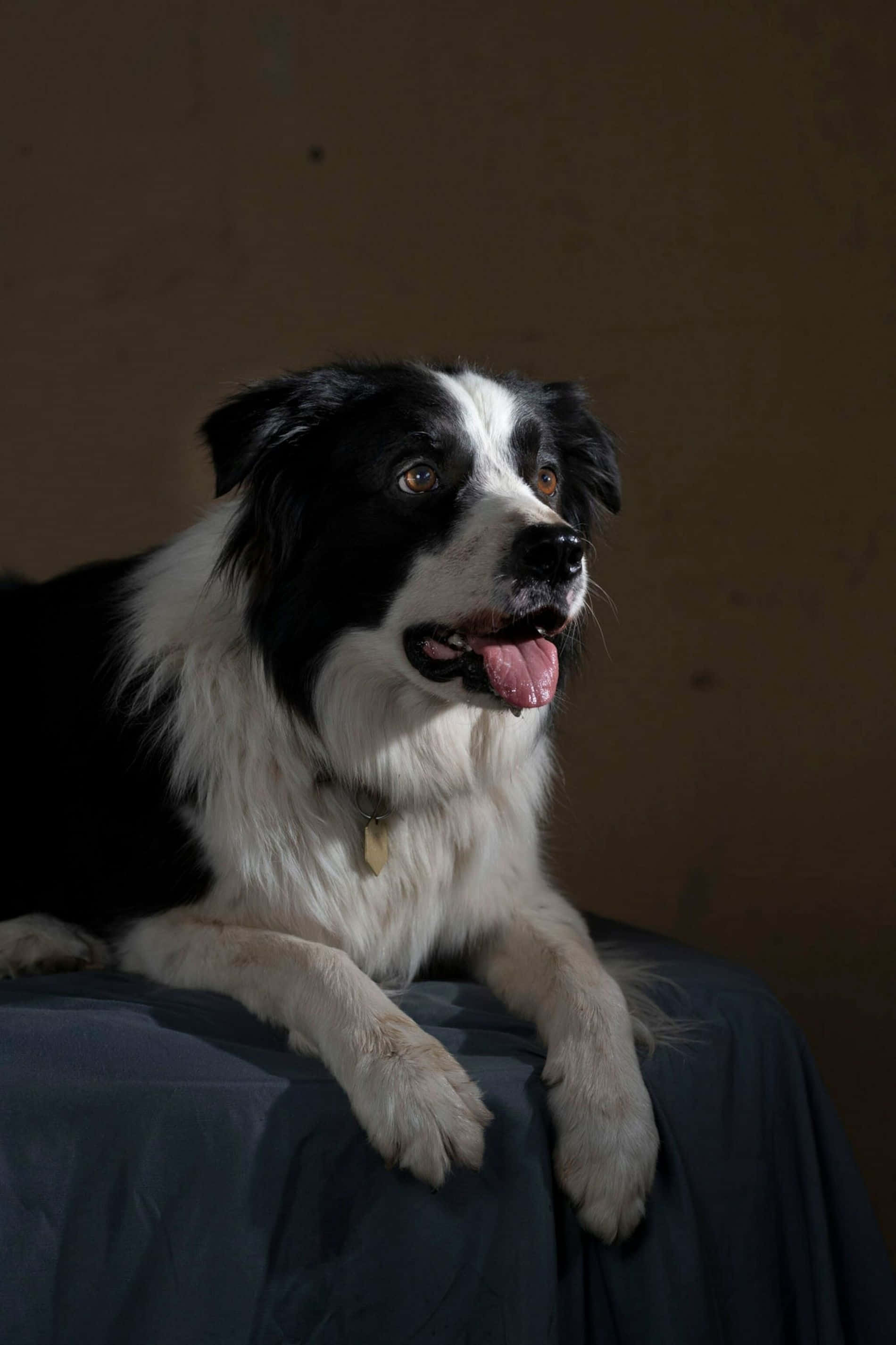 border collie 桌布 壁紙 — 一隻黑白邊境牧羊犬在深藍色布料上休息，伸出舌頭，背景為柔和的棕色。