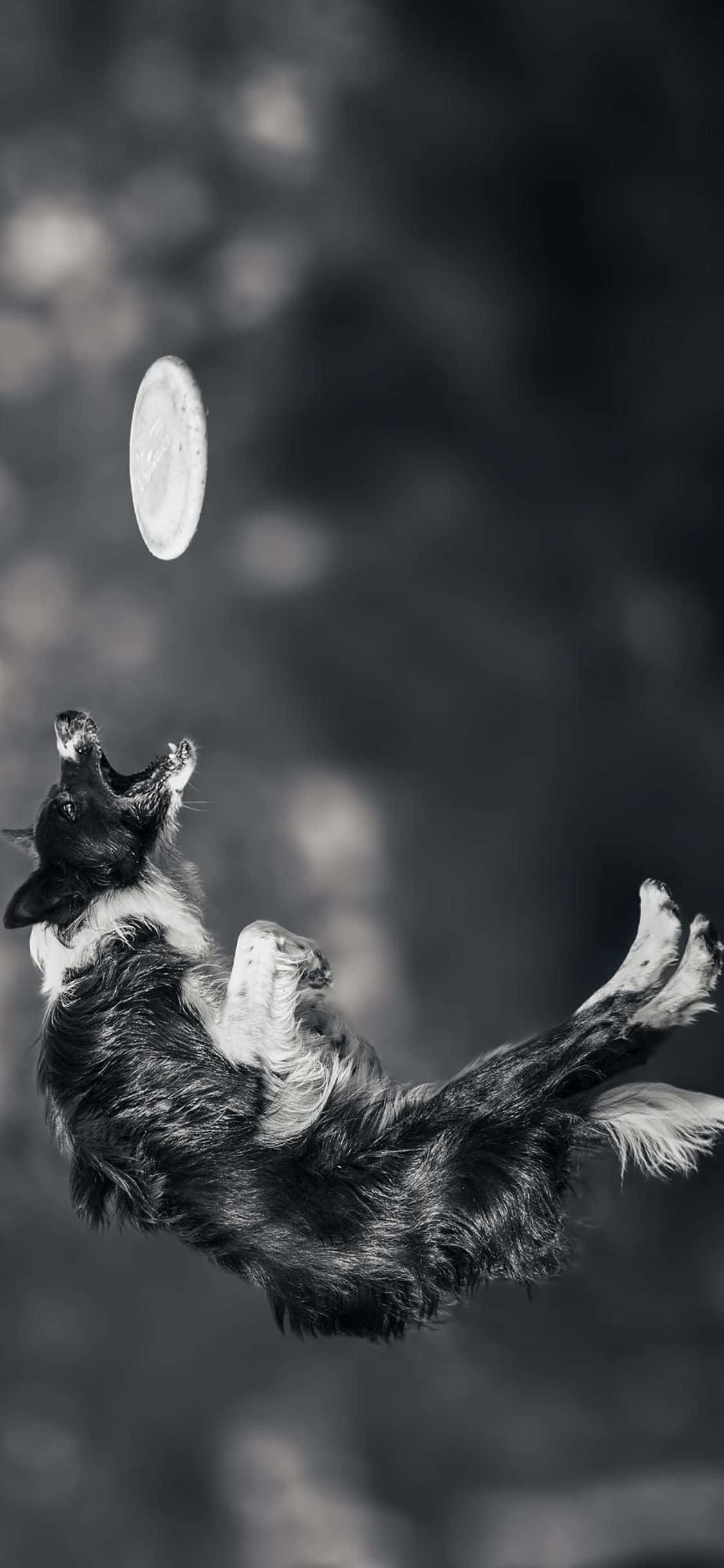 iPhone Xs Frisbee 桌布 壁紙 — 一隻黑白邊境牧羊犬在空中躍起，伸出爪子接住飛盤，背景是模糊的自然景色。