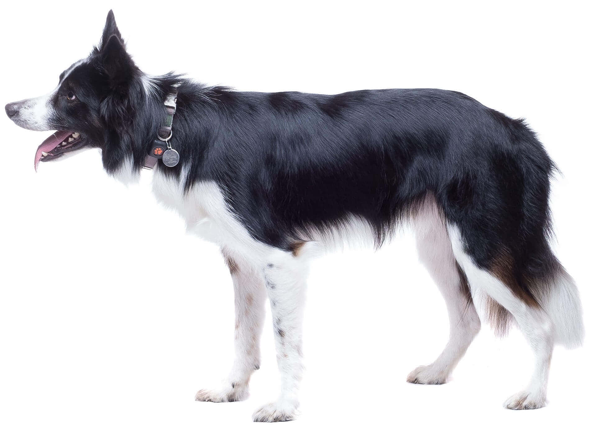 border collie 桌布 壁紙 — 一隻黑白邊境牧羊犬在純白色背景上側面警覺地站立，舌頭伸出。