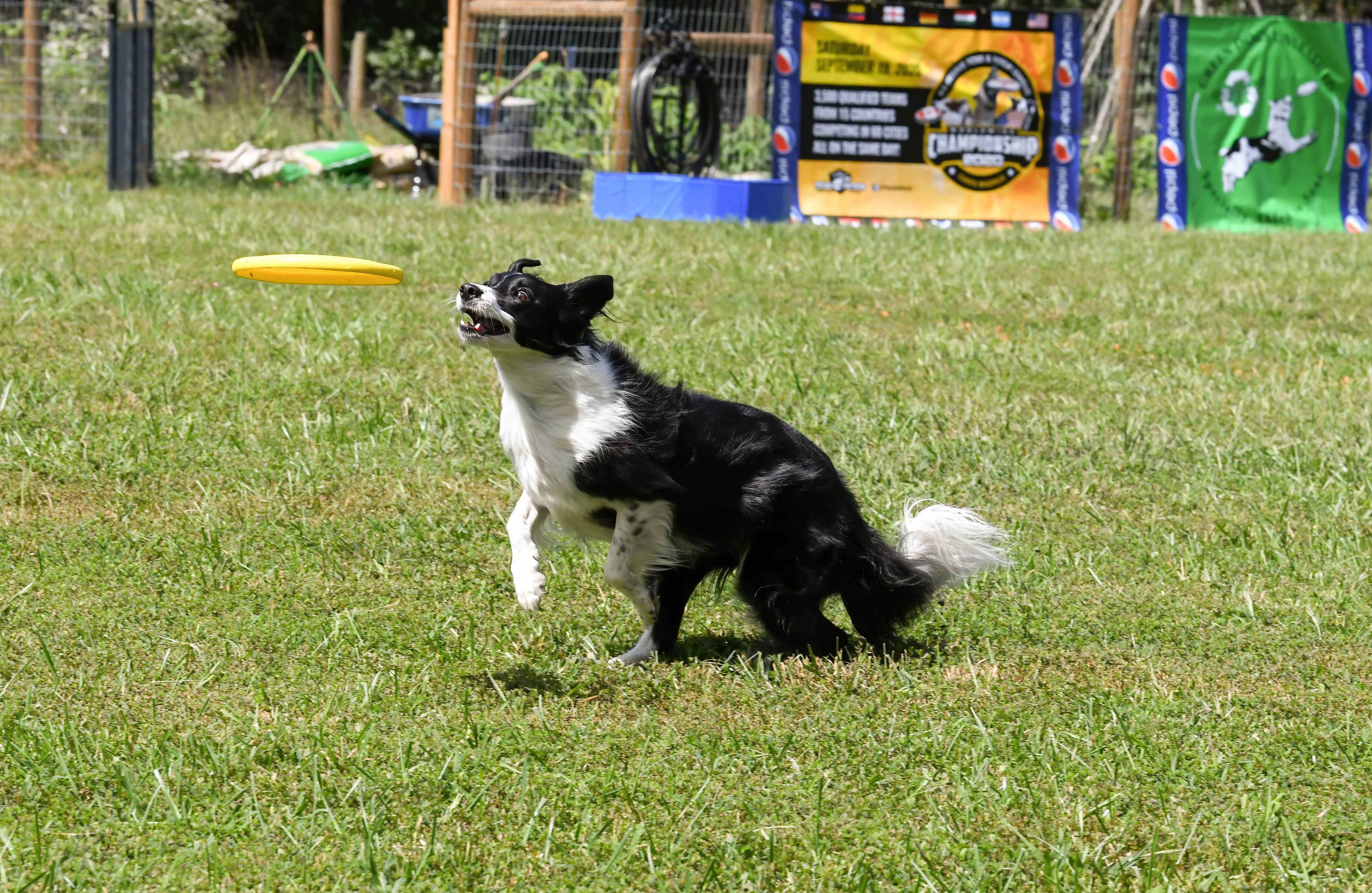 Frisbee 桌布 壁紙 — 一隻黑白邊境牧羊犬在草地上躍起，接住一個亮黃色的飛盤。