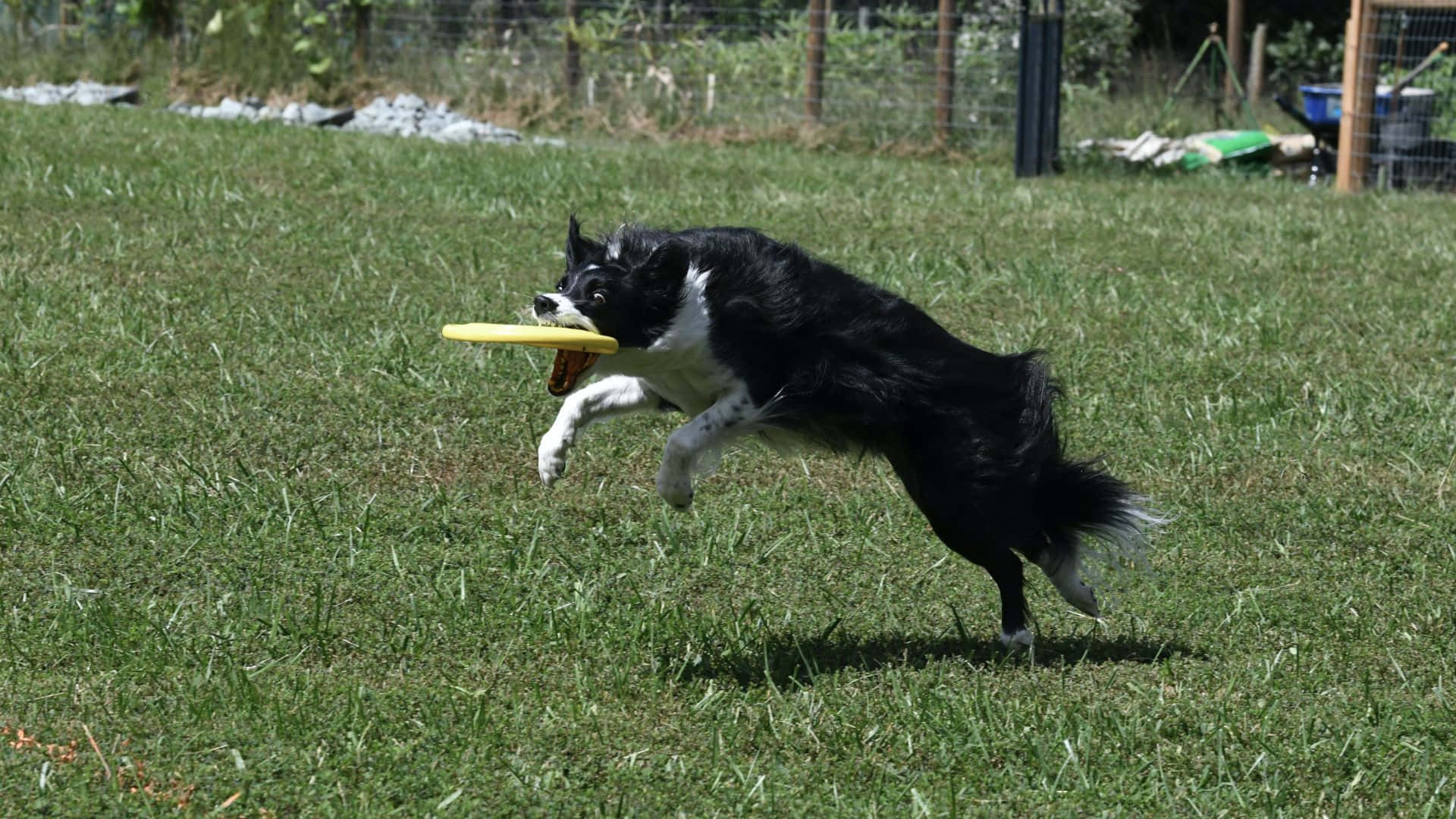 HD Frisbee 桌布 壁紙 — 一隻黑白邊境牧羊犬在草地上躍起，用嘴接住一個黃色飛盤。