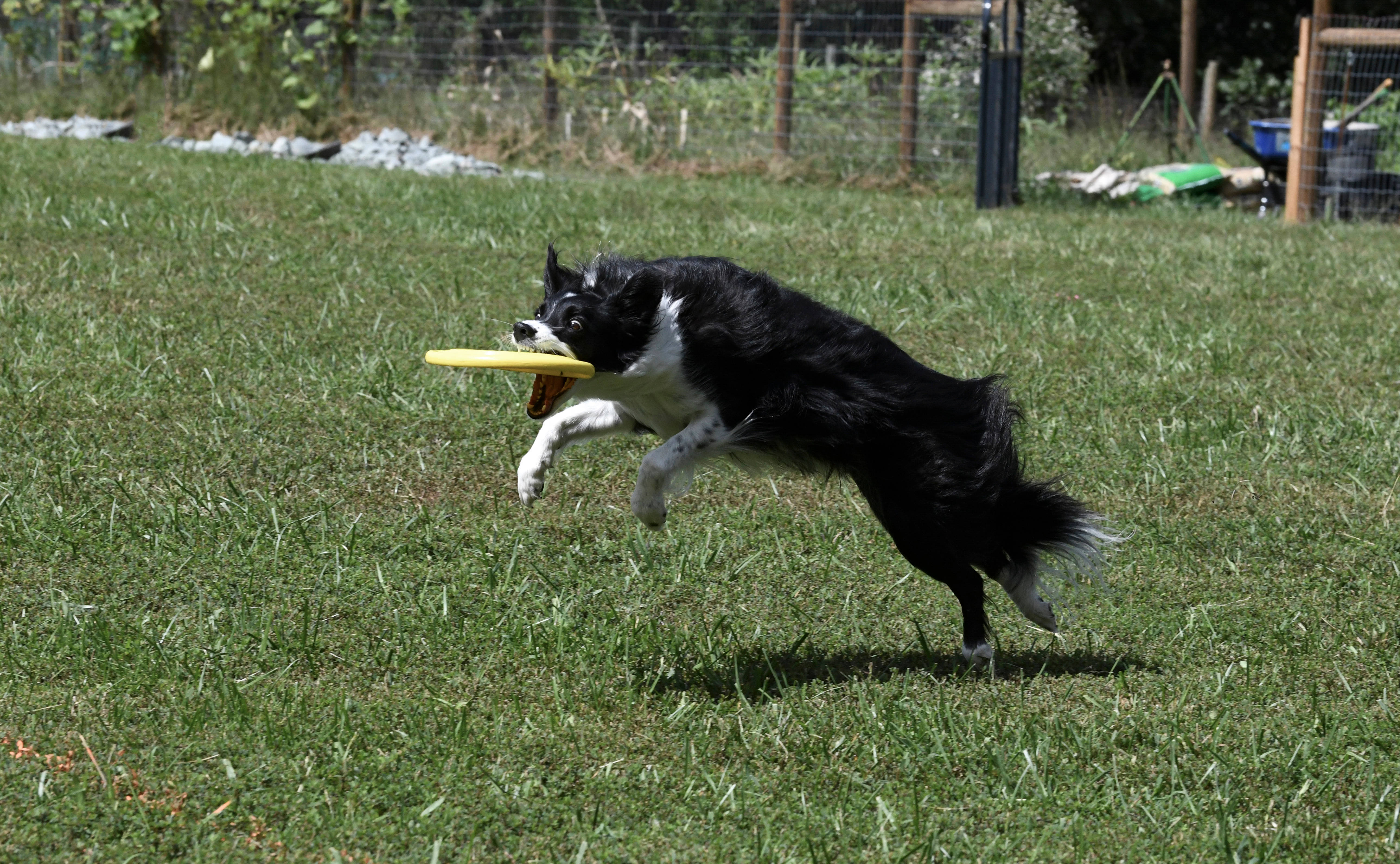 Frisbee 桌布 壁紙 — 一隻黑白邊境牧羊犬在草地庭院中躍起，在陽光明媚的日子接住黃色飛盤。