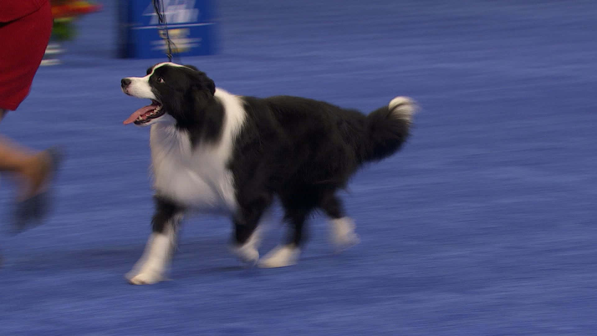 border collie 桌布 壁紙 — 一隻黑白邊境牧羊犬在藍色表演地板上精力充沛地小跑，爪子周圍有動態模糊效果。