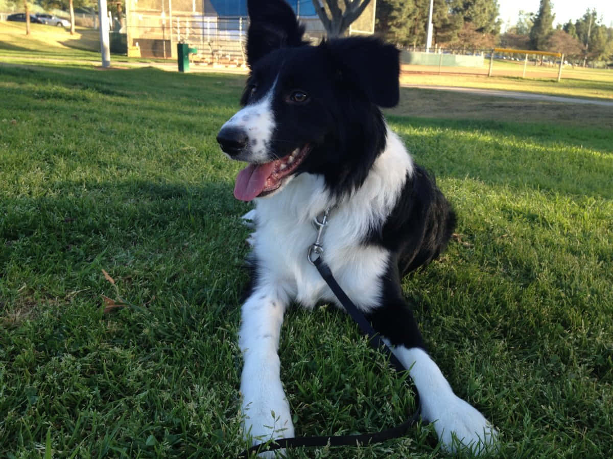 border collie 桌布 壁紙 — 一隻黑白邊境牧羊犬在陽光明媚的公園裡，在翠綠的草地上開心地休息，周圍有樹木和遠處的建築物。