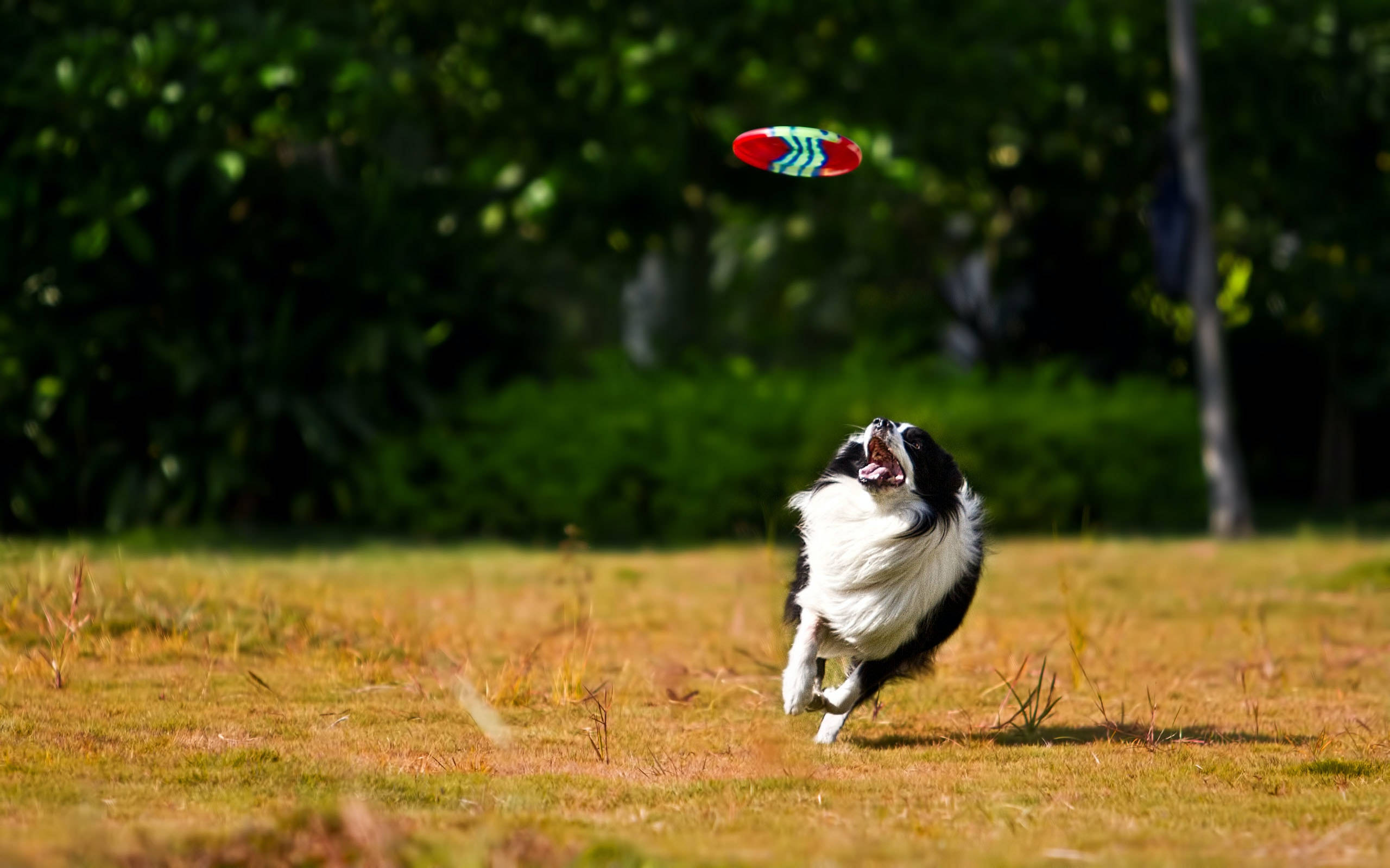 Ultimate Frisbee 桌布 壁紙 — 一隻黑白邊境牧羊犬在陽光明媚的田野中快樂跳躍，追逐色彩繽紛的飛盤，背景是茂密的綠樹。
