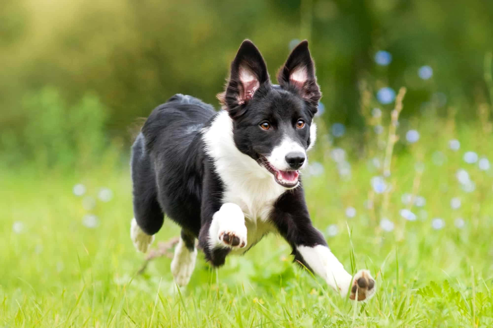 border collie 桌布 壁紙 — 一隻黑白邊境牧羊犬在陽光普照、點綴著藍色花朵的草地上歡快地奔跑。