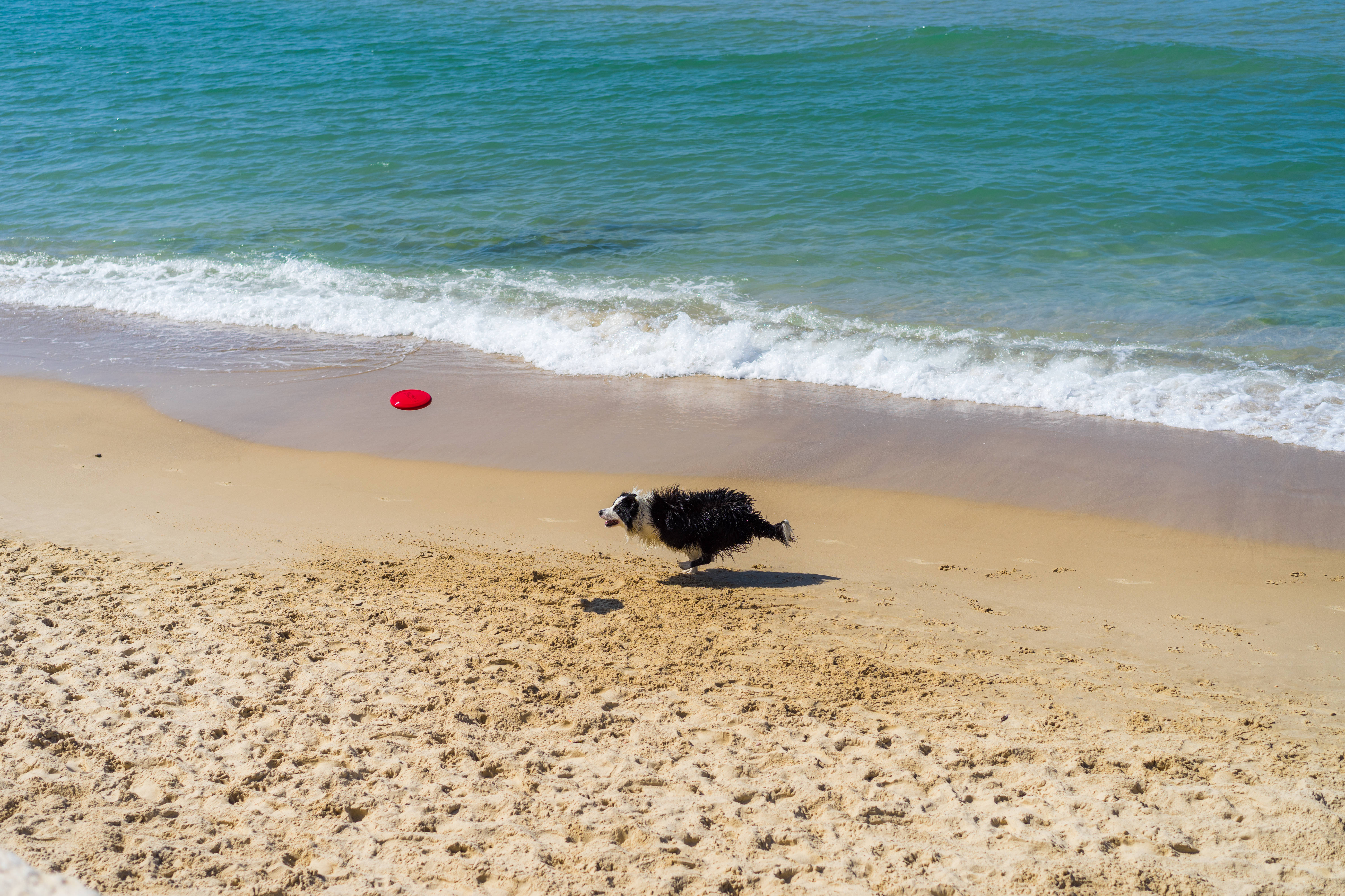 Frisbee 桌布 壁紙 — 一隻黑白邊境牧羊犬在陽光照耀的沙灘上飛奔，追逐著靠近碧綠海浪的紅色飛盤。