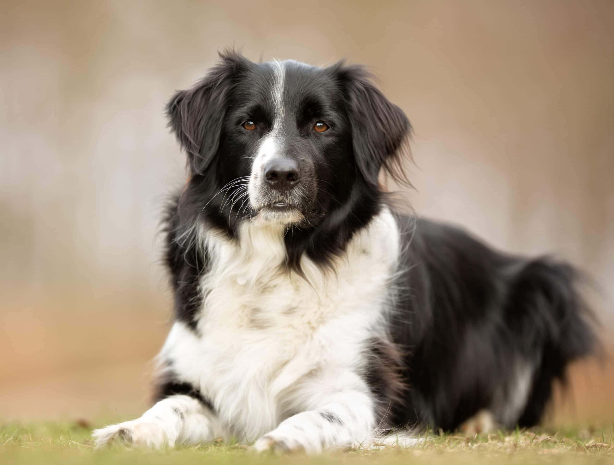 border collie 桌布 壁紙 — 一隻黑白邊境牧羊犬平靜地躺在草地上，背景柔和模糊帶有泥土色調。