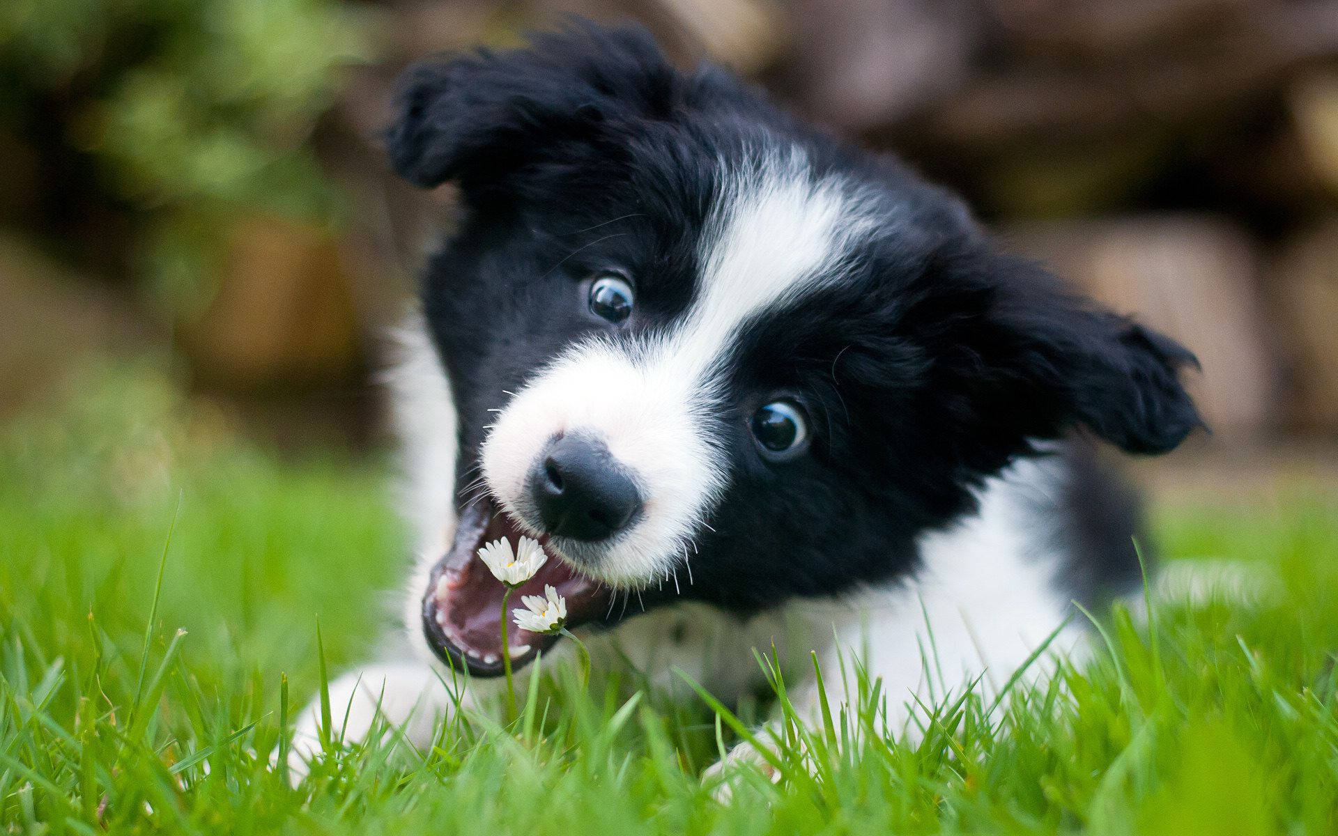 狗 桌布 壁紙 — 一隻黑白邊境牧羊犬幼犬，有著明亮的藍色眼睛，在鮮綠的草地上頑皮地咀嚼著一朵白色的花。