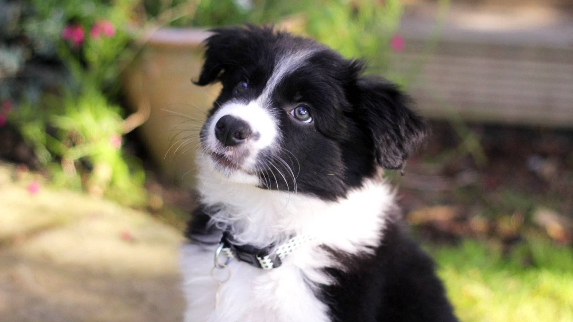 Garden 桌布 壁紙 — 一隻黑白邊境牧羊犬幼犬，有著明亮的藍色眼睛，在陽光普照的花園裡向上凝視。