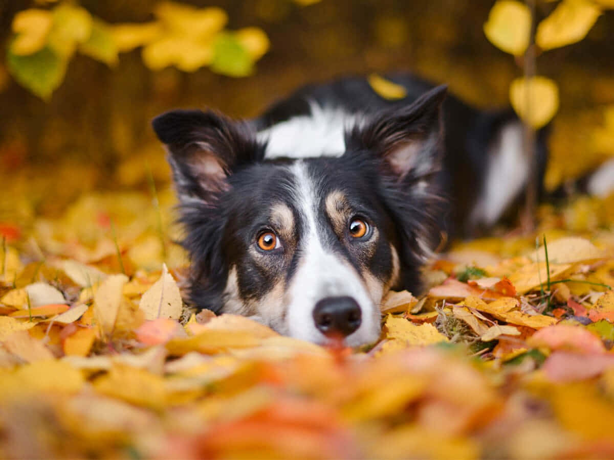 border collie 桌布 壁紙 — 一隻黑白邊境牧羊犬幼犬依偎在金黃秋葉的床上，用溫暖的琥珀色眼睛溫柔地凝視。