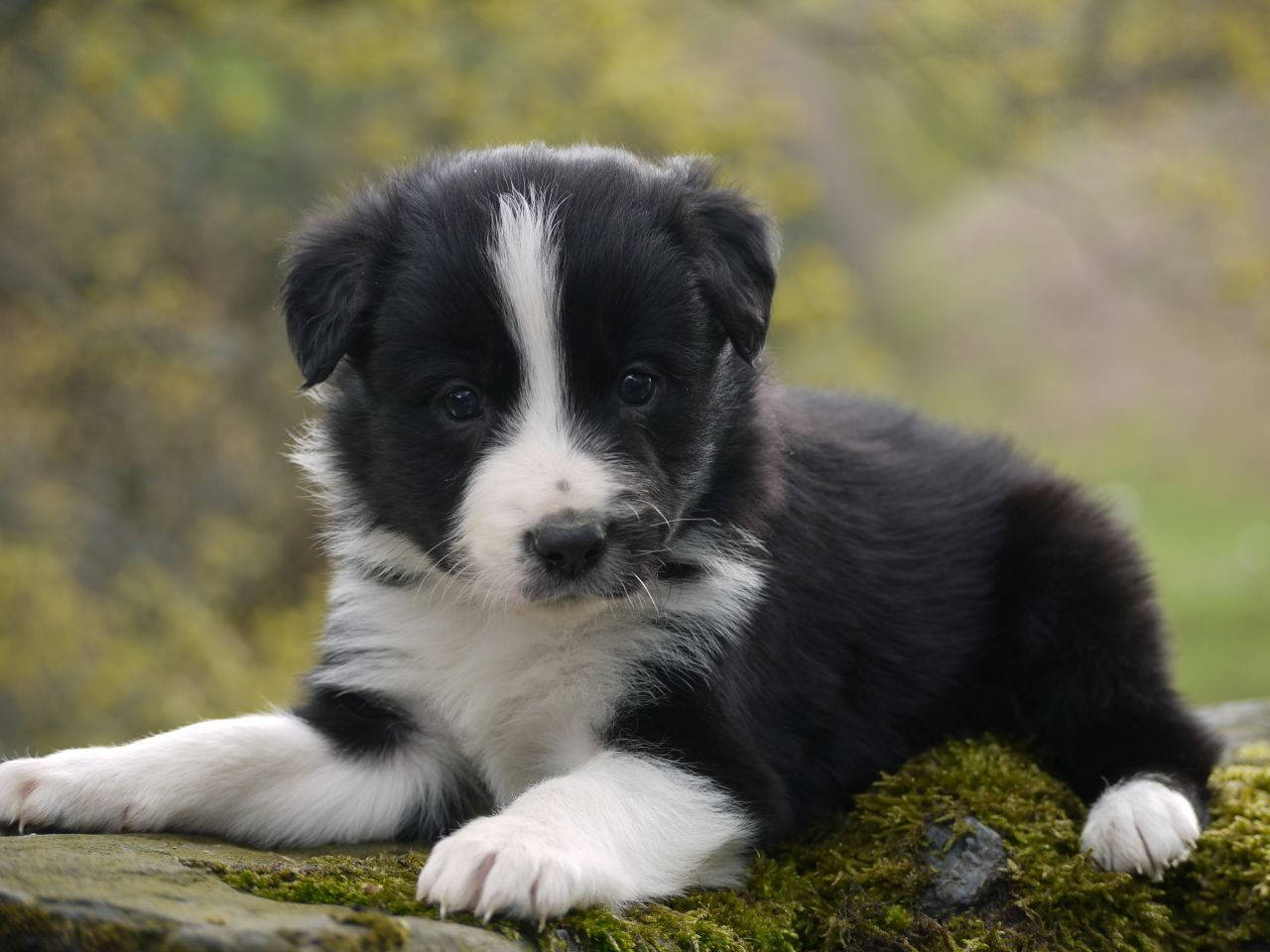 狗 桌布 壁紙 — 一隻黑白邊境牧羊犬幼犬在一塊長滿苔蘚的石頭上休息，背景是柔和的綠色樹葉。