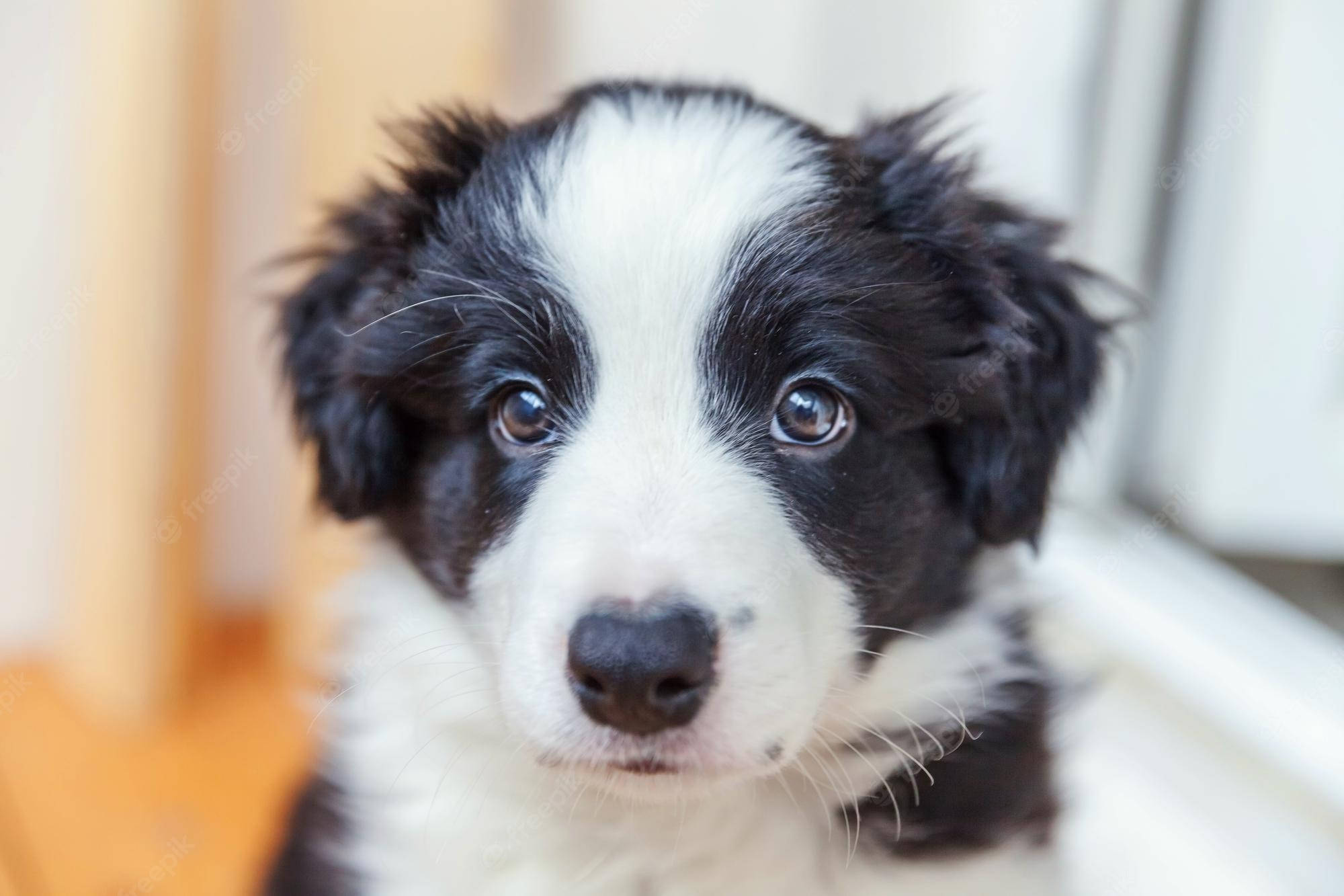 狗 桌布 壁紙 — 一隻黑白邊境牧羊犬幼犬的特寫，有著大大的靈魂之眼直視鏡頭。
