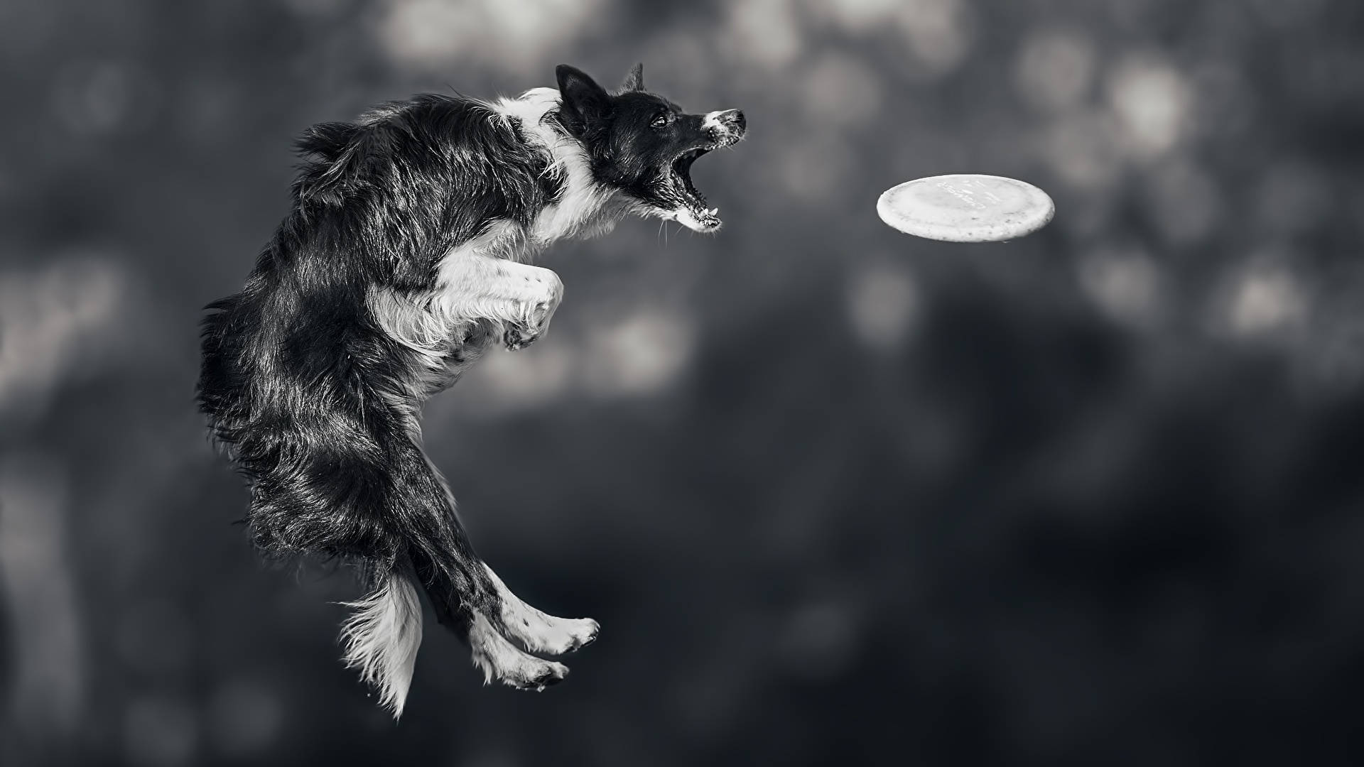 Ultimate Frisbee 桌布 壁紙 — 一隻黑白邊境牧羊犬張開嘴巴在空中跳躍接飛盤，背景是模糊的散景效果。