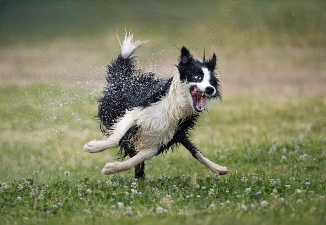 狗 桌布 壁紙 — 一隻黑白邊境牧羊犬快樂地穿過草地，濺起周圍的水滴。