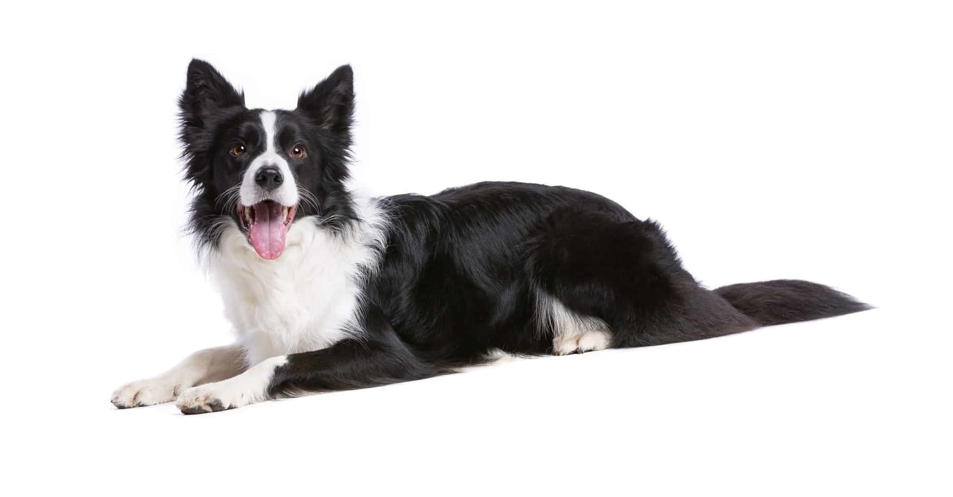 border collie 桌布 壁紙 — 一隻黑白邊境牧羊犬放鬆地張開嘴躺在純白背景上。