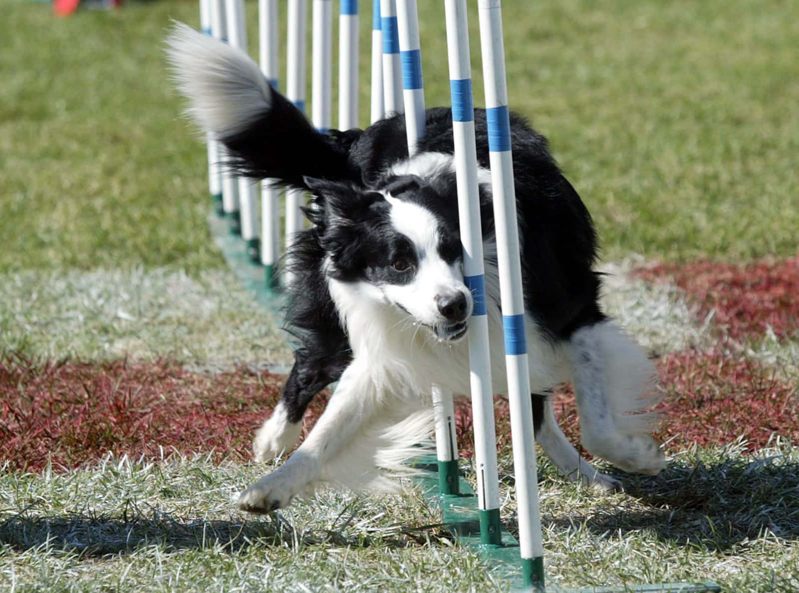 border collie 桌布 壁紙 — 一隻黑白邊境牧羊犬敏捷地穿梭於藍白交錯的繞桿之間，在草地敏捷賽道上奔馳。