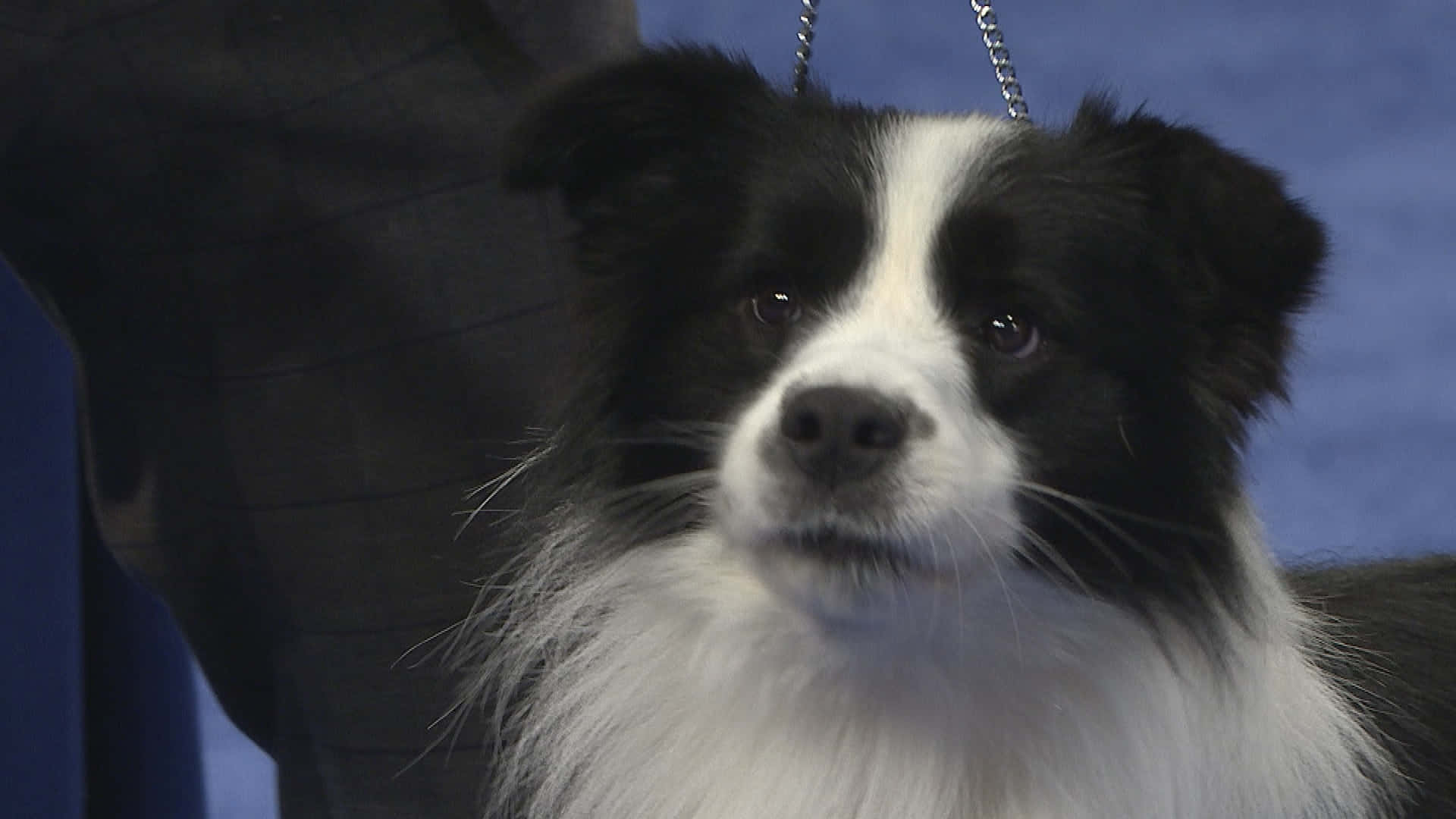 border collie 桌布 壁紙 — 一隻黑白邊境牧羊犬的特寫，擁有富有表情的眼睛和蓬鬆的毛髮，專注地向前看。