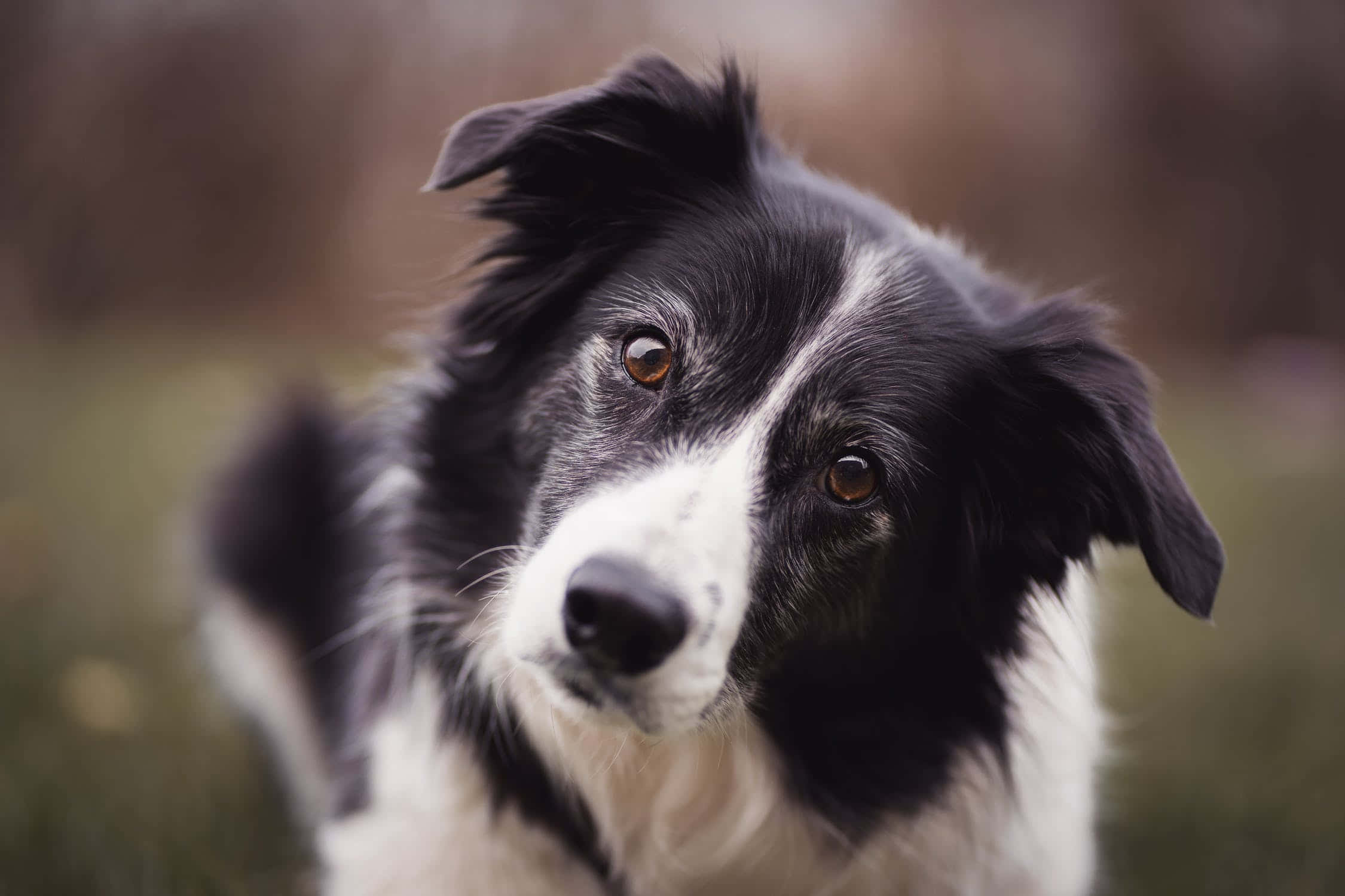 border collie 桌布 壁紙 — 一隻黑白邊境牧羊犬的特寫，擁有溫暖的棕色眼睛，在模糊的戶外環境中柔和地凝視著相機。
