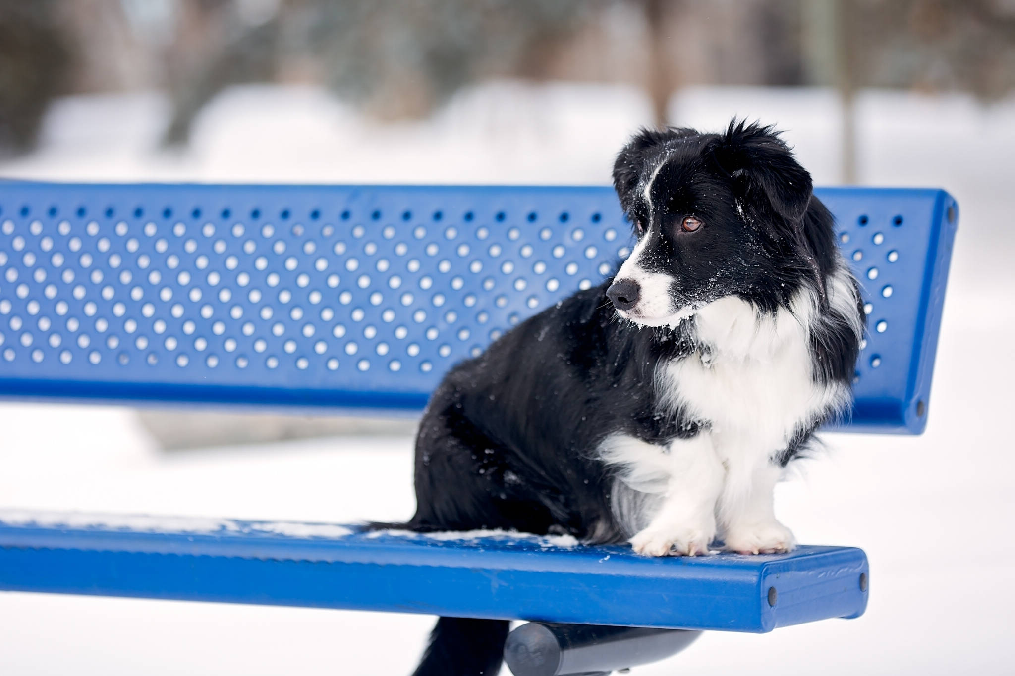 Bench 桌布 壁紙 — 一隻黑白邊境牧羊犬警覺地坐在一個明亮的藍色穿孔長椅上，周圍是白雪皚皚的冬季公園。