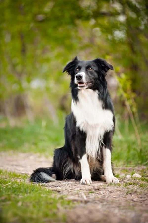 Big Dog 桌布 壁紙 — 一隻黑白邊境牧羊犬警覺地坐在一條被茂密綠葉環繞的泥路上。