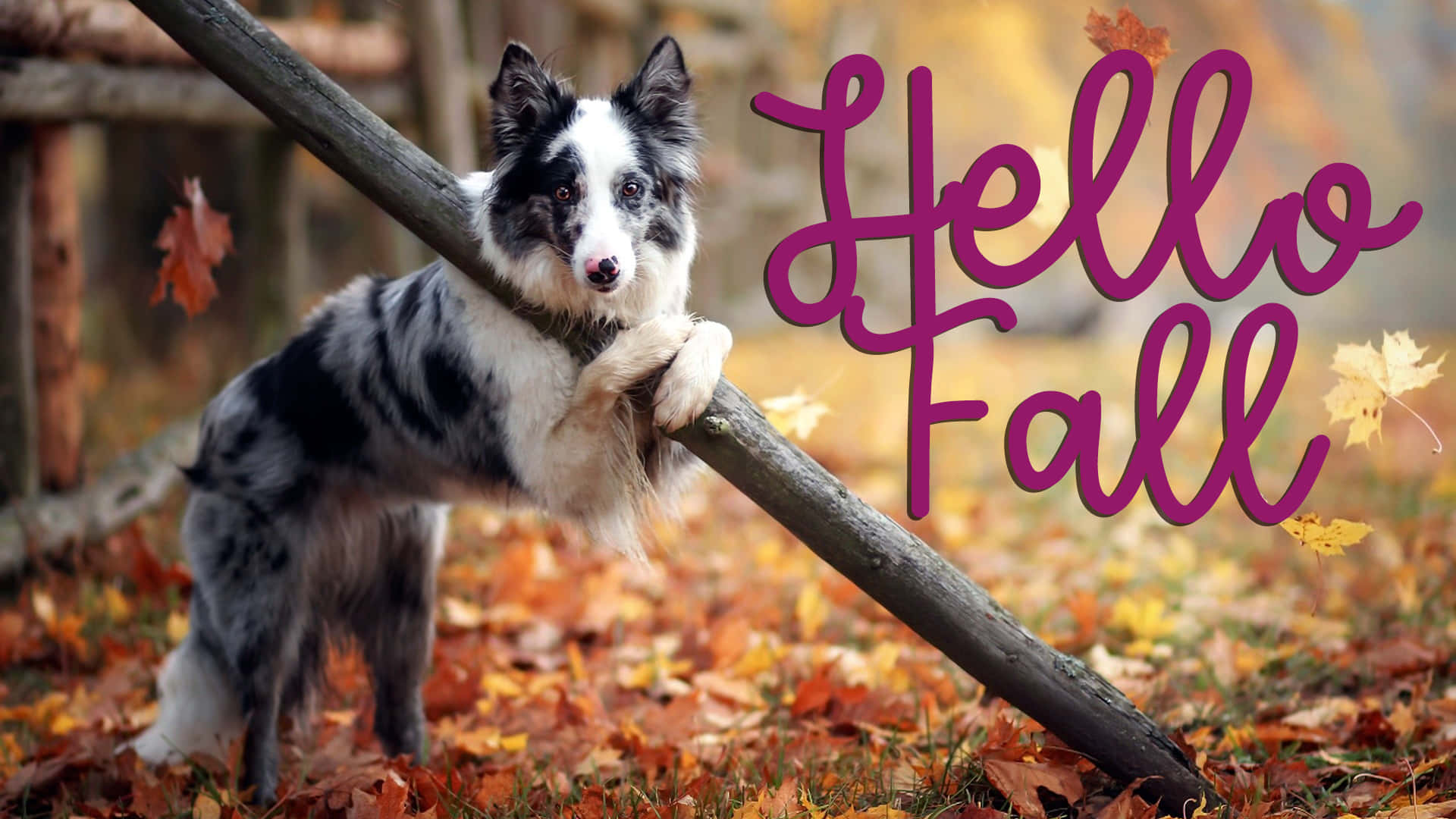 Hello Fall 桌布 壁紙 — 一隻黑白邊境牧羊犬警覺地站在被金色秋葉包圍的木頭上，並帶有「Hello Fall」文字。