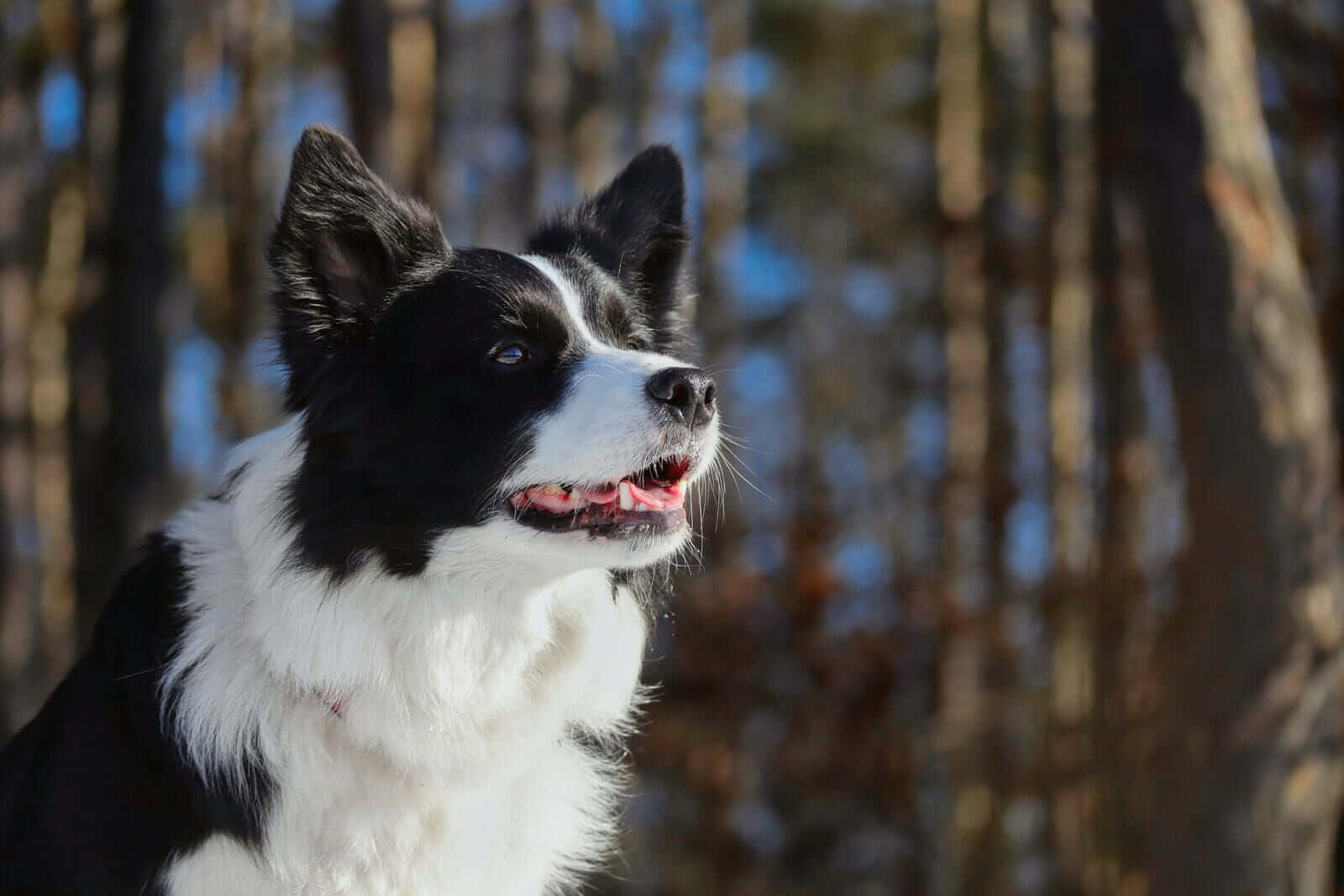 border collie 桌布 壁紙 — 一隻黑白邊境牧羊犬豎起警覺的耳朵，帶著開心的表情，站在陽光普照的森林中，背景是模糊的樹幹。