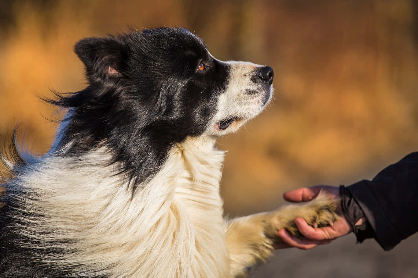 border collie 桌布 壁紙 — 一隻黑白邊境牧羊犬輕輕地將爪子放在人類手中，背景是溫暖的金色模糊。