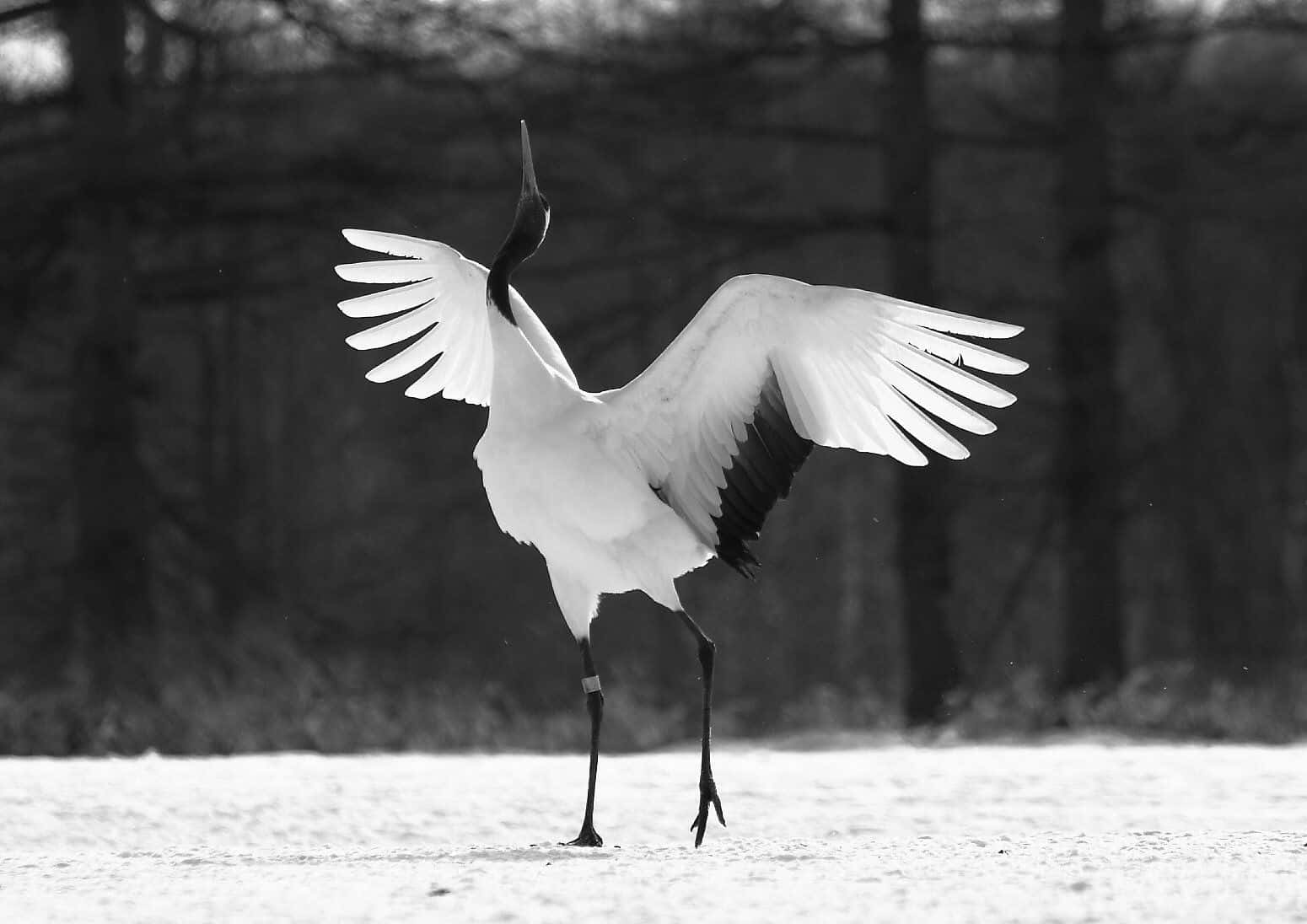 美麗的鳥類 桌布 壁紙 — 一隻黑白鶴在雪地上張開翅膀，背後有光禿禿的樹木。
