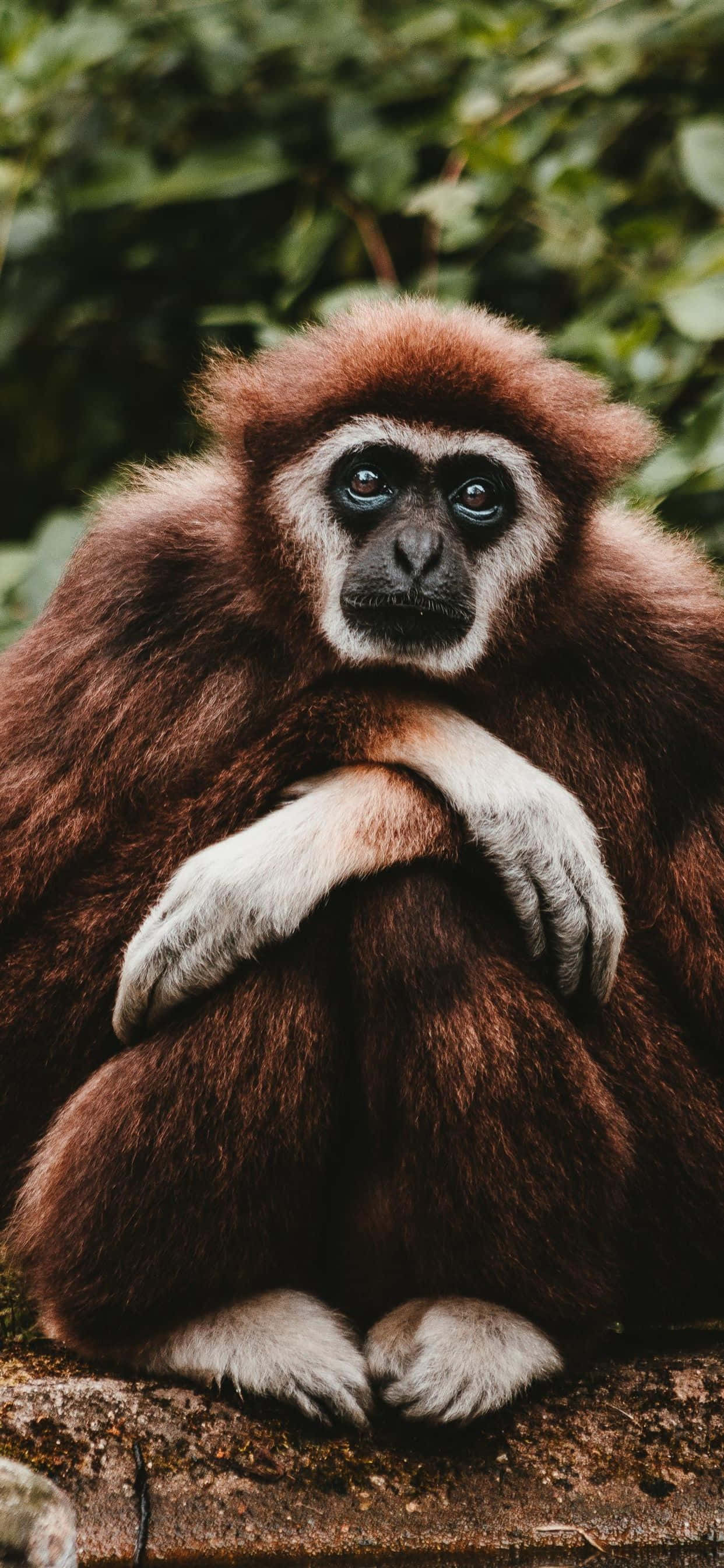 Ape 桌布 壁紙 — 一隻黑眼白手長臂猿的近距離特寫，若有所思地坐在長滿苔蘚的石頭上，周圍是綠色植物。