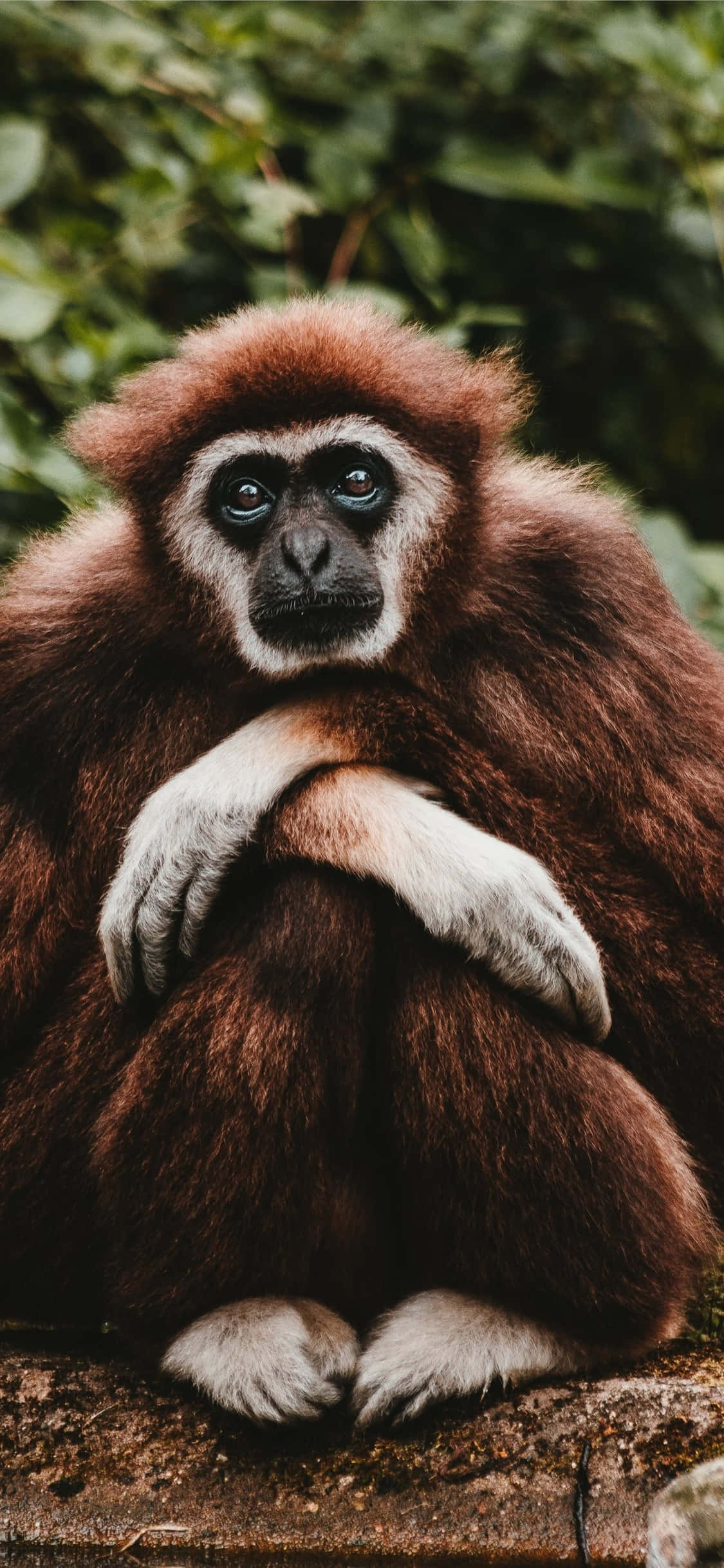 iPhone X Gibbon 桌布 壁紙 — 一隻黑眼睛、棕色毛髮的長臂猿近距離特寫，若有所思地坐在被綠色樹葉環繞的石頭上。